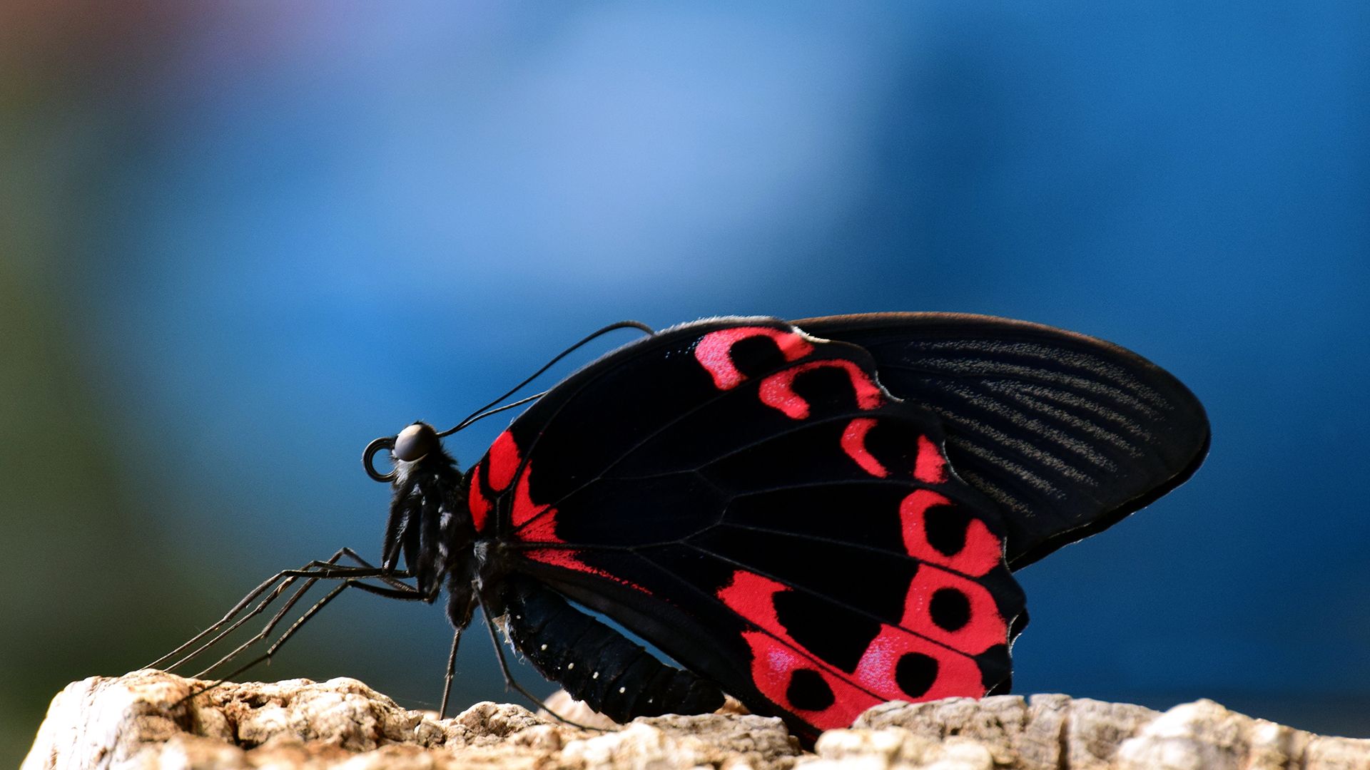 Sitting Butterfly Laptop Background