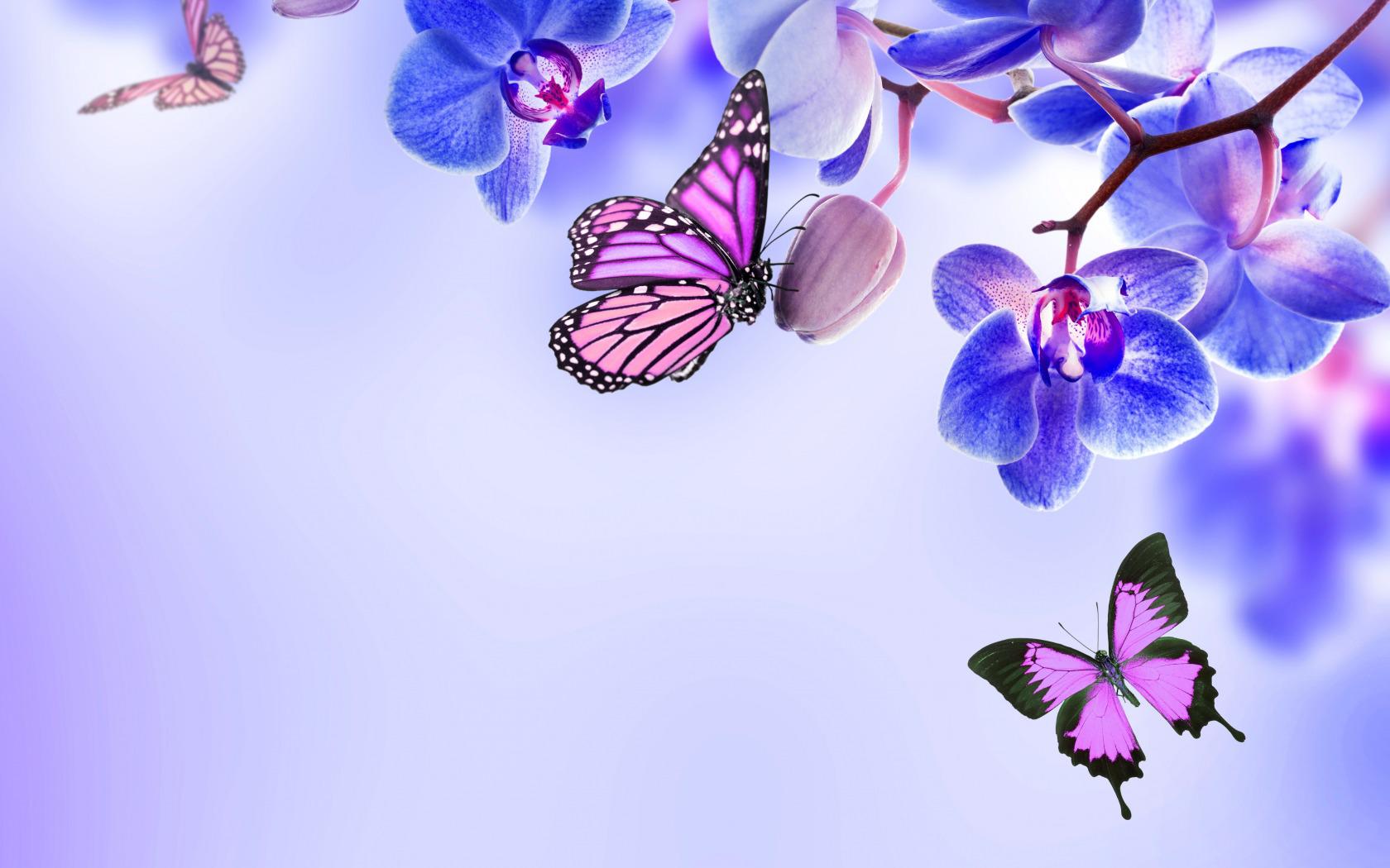 Butterfly and orchids Wallpaper