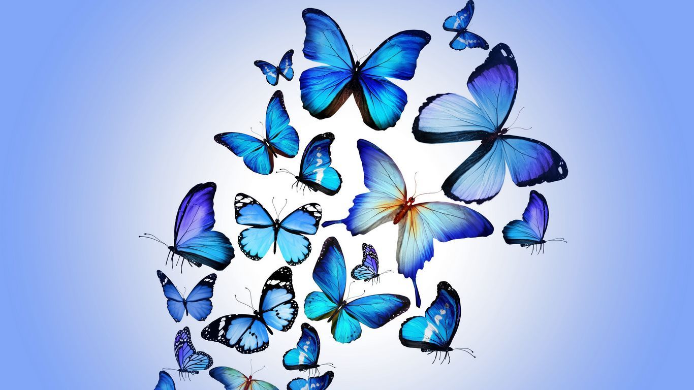Download wallpaper 1366x768 butterfly, colorful, blue, drawing