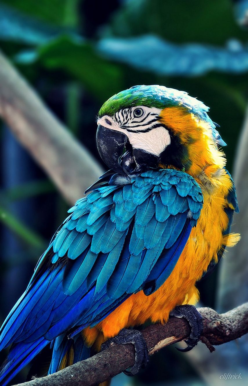 Bird Parrot Macaw wallpaper  Download Best Free wallpapers