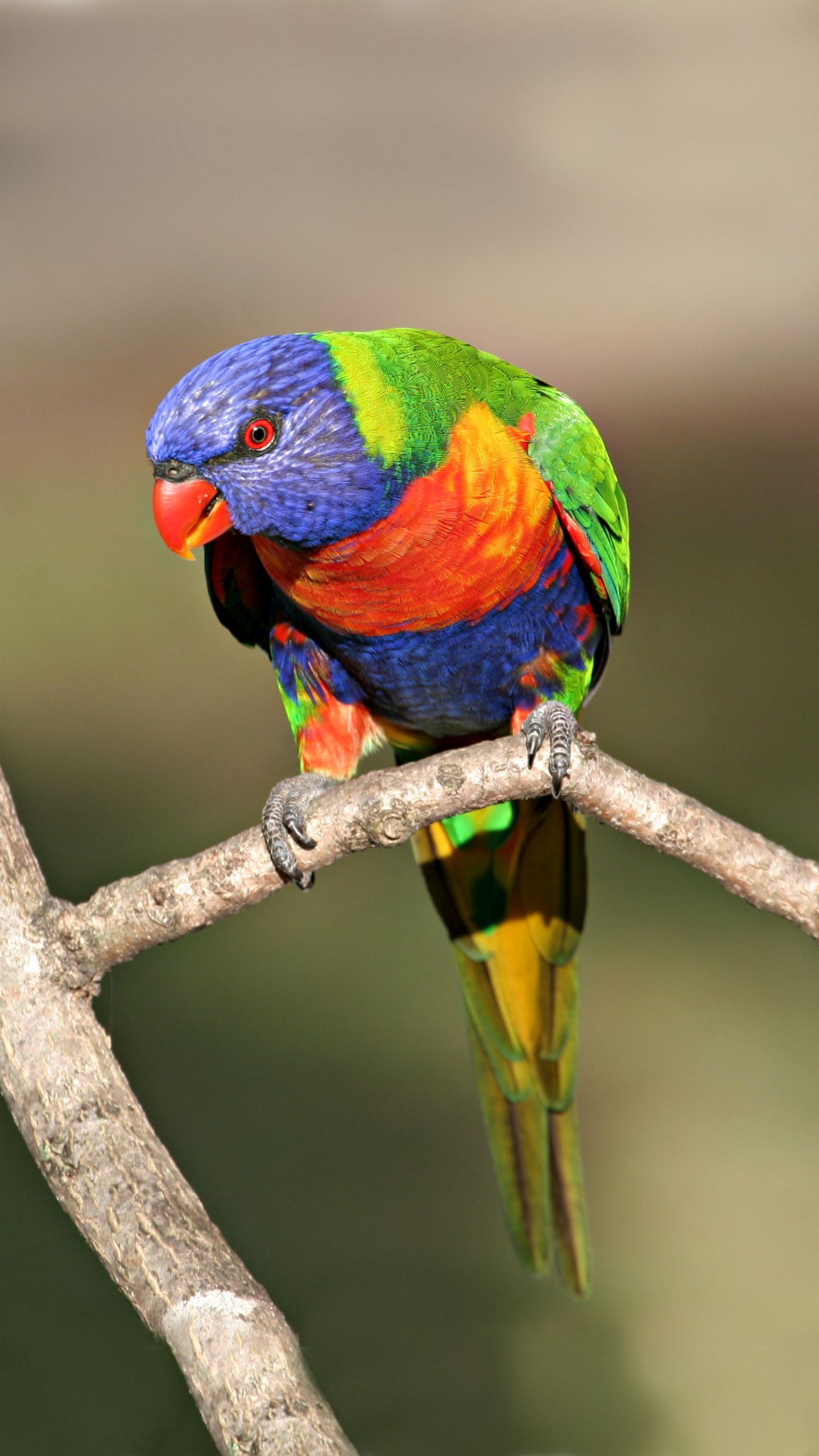 Parrot – Mobile Wallpapers