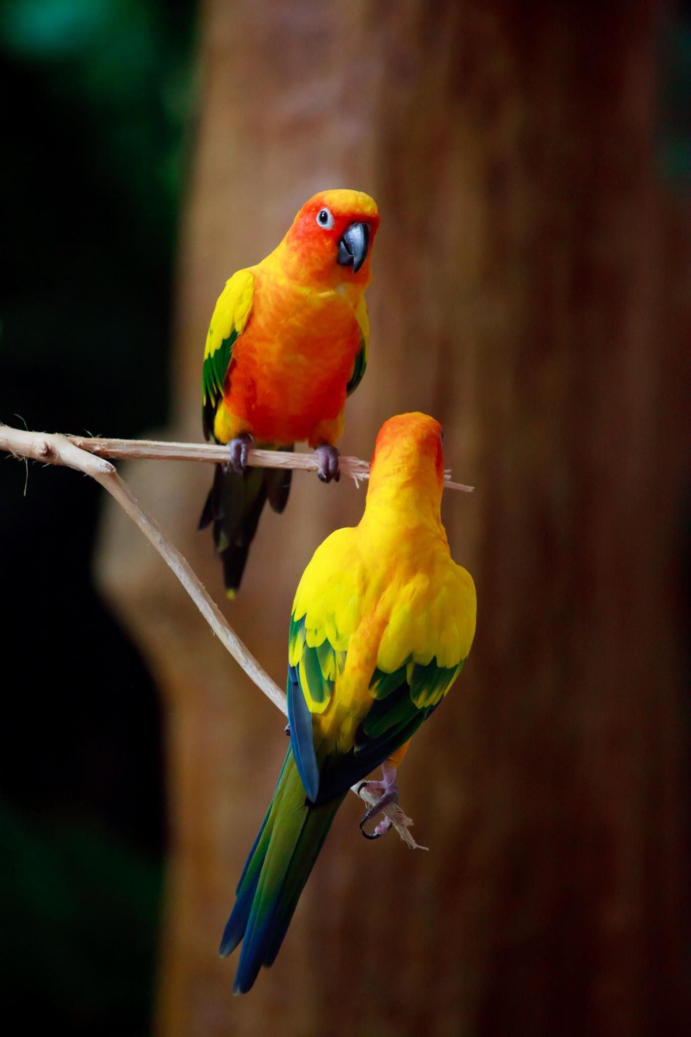 Parrot Mobile Wallpapers - Wallpaper Cave
