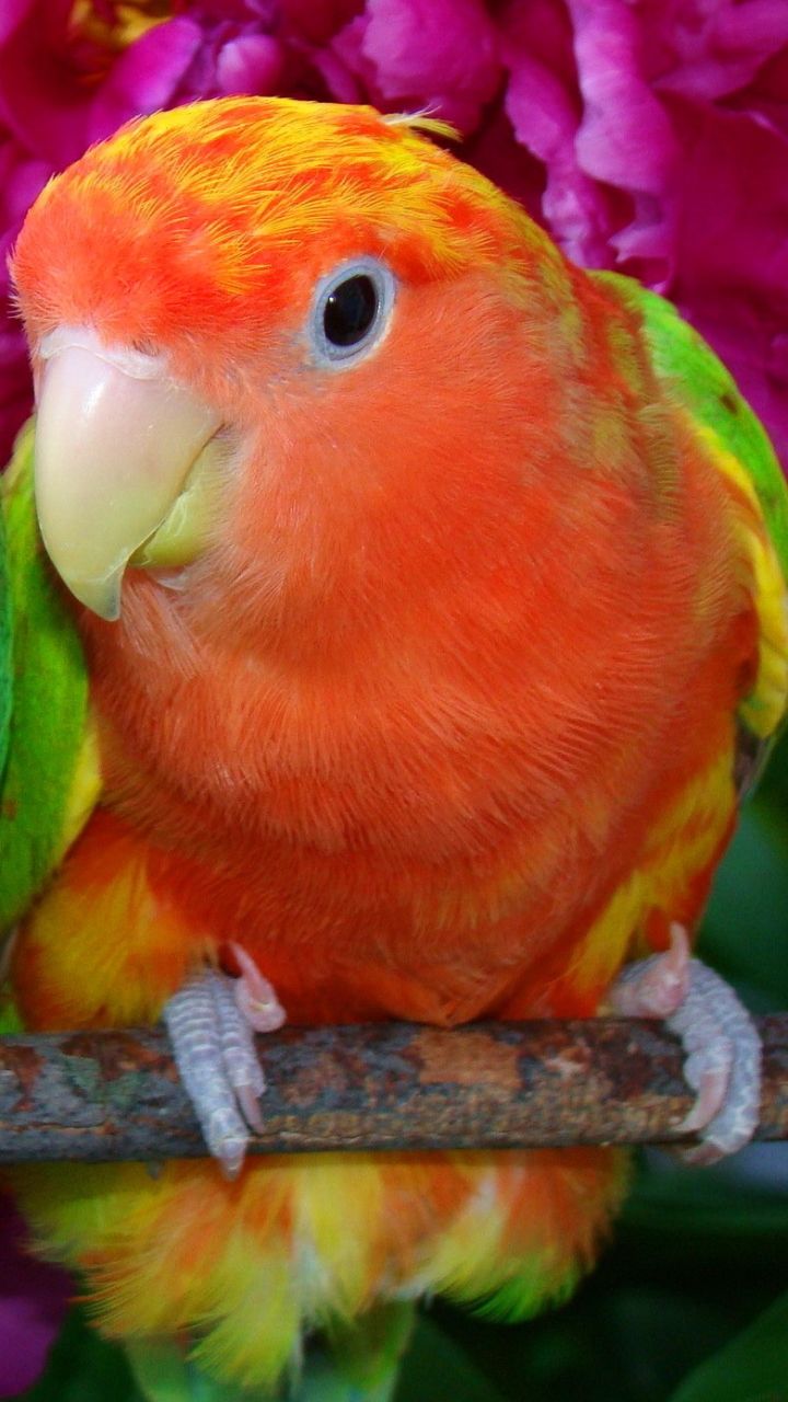 Animal/Parrot