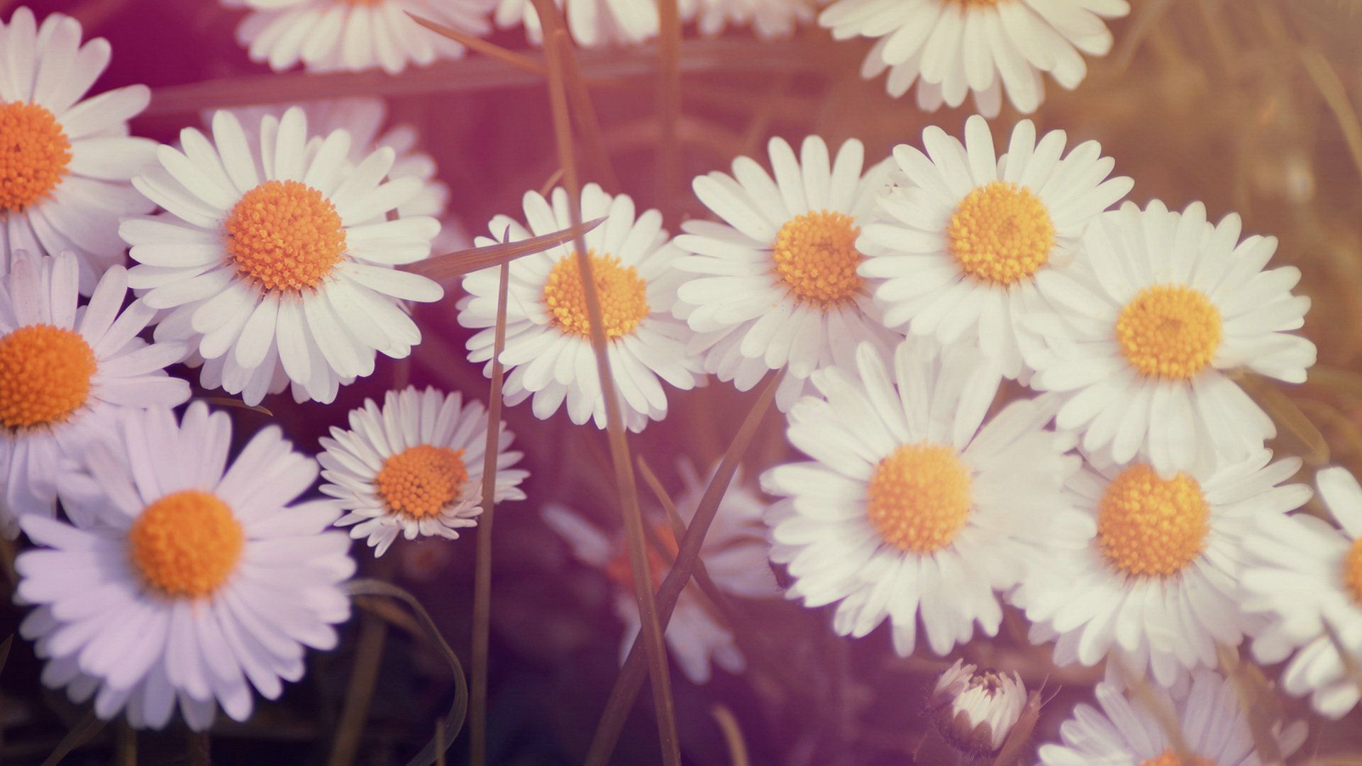 Daisy Flowers Tumblr Wallpaper Photo #Ygb · Flower Desktop HD