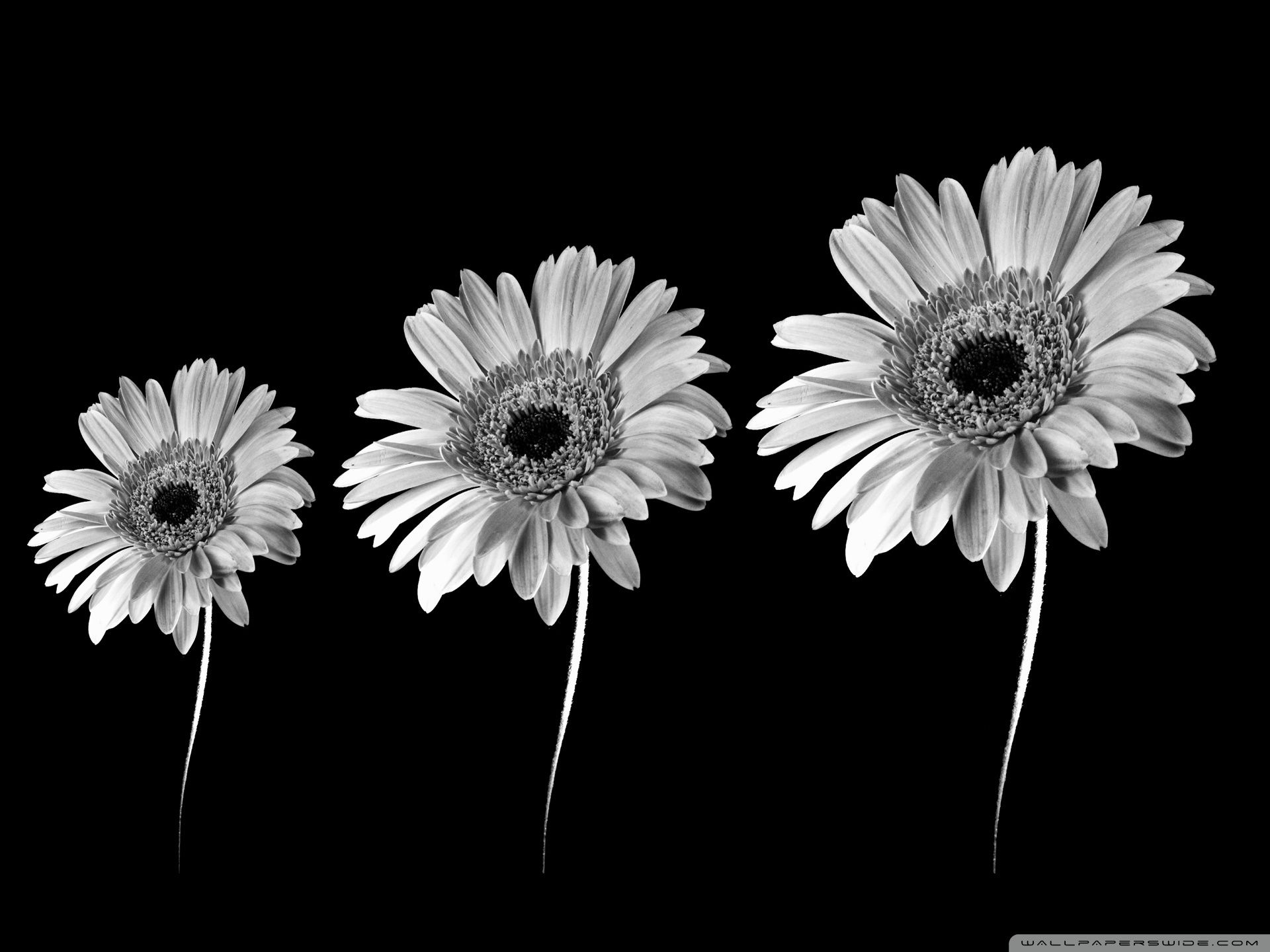 Gerbera Daisies Black And White Ultra HD Desktop Background
