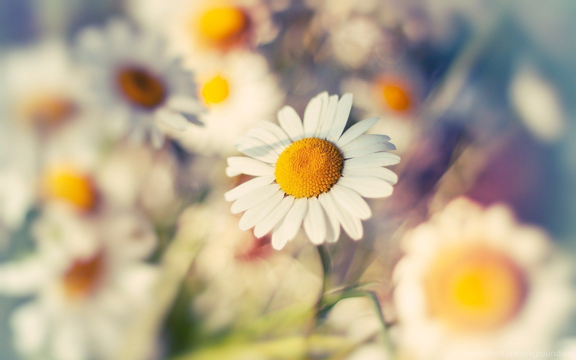 HD Vintage Daisy Flowers Wallpaper For Computer Full Size