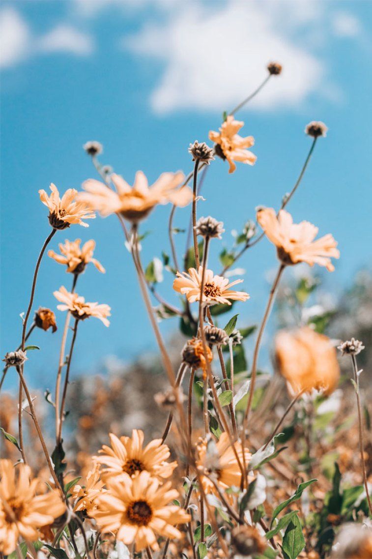 Beautiful peach coloured daisies iphone wallpaper