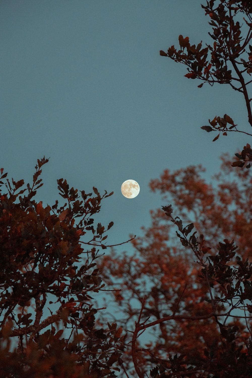 Full Moon Picture. Download Free Image