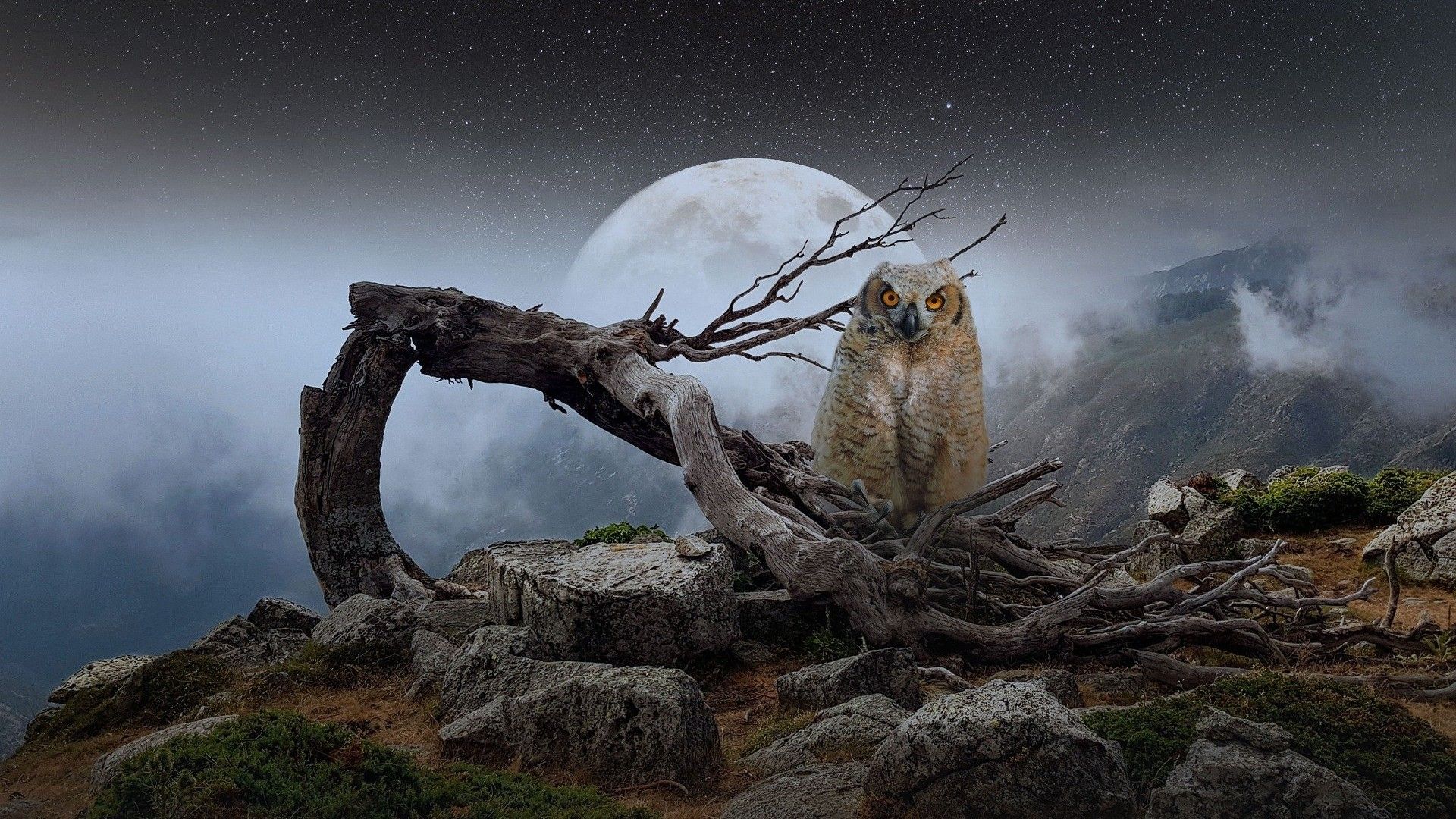Full Moon Owl Wallpaper 53483