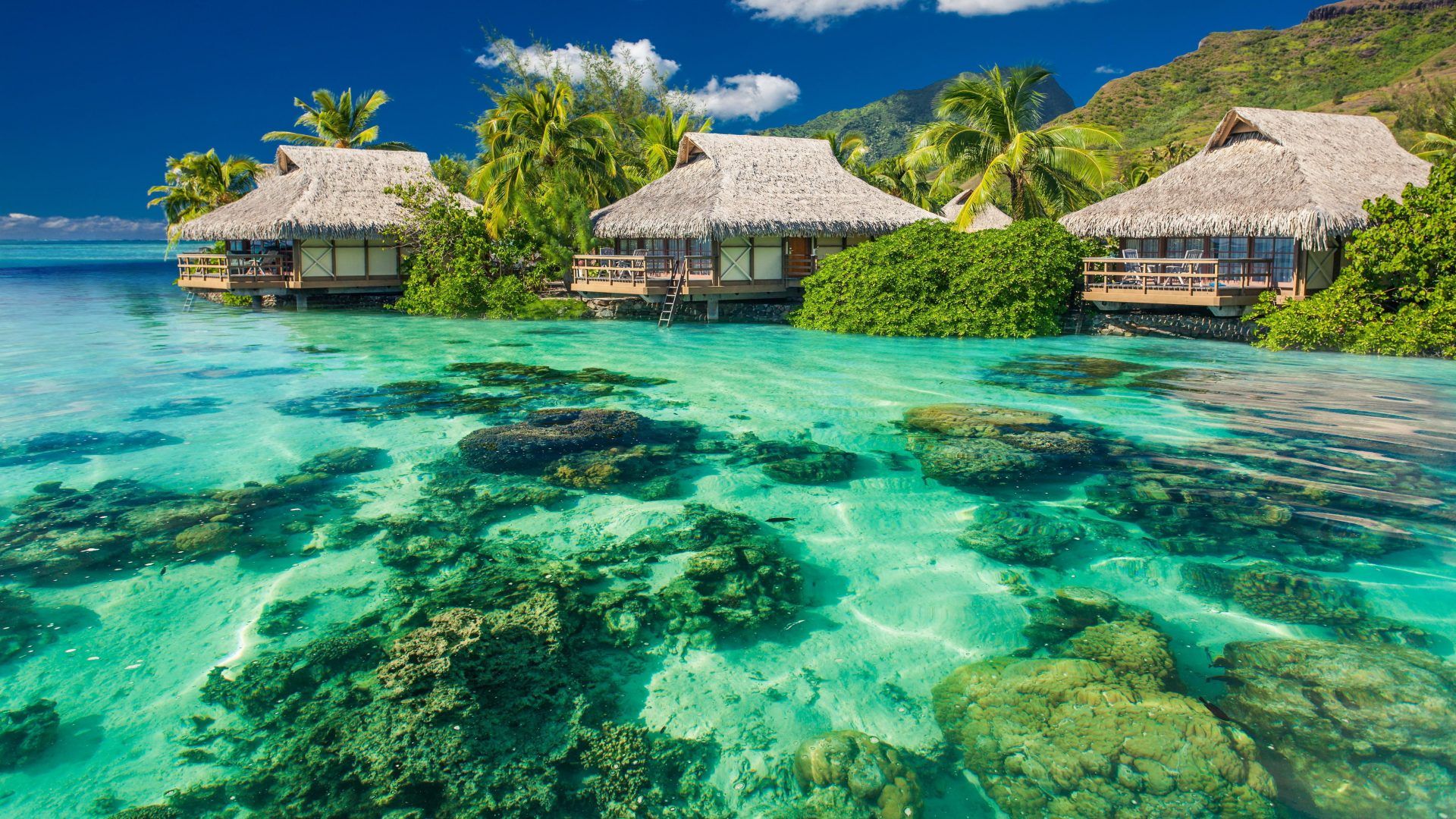 Summer Holiday Tropical Beach, Palm Trees, Translucent Sea Ocean