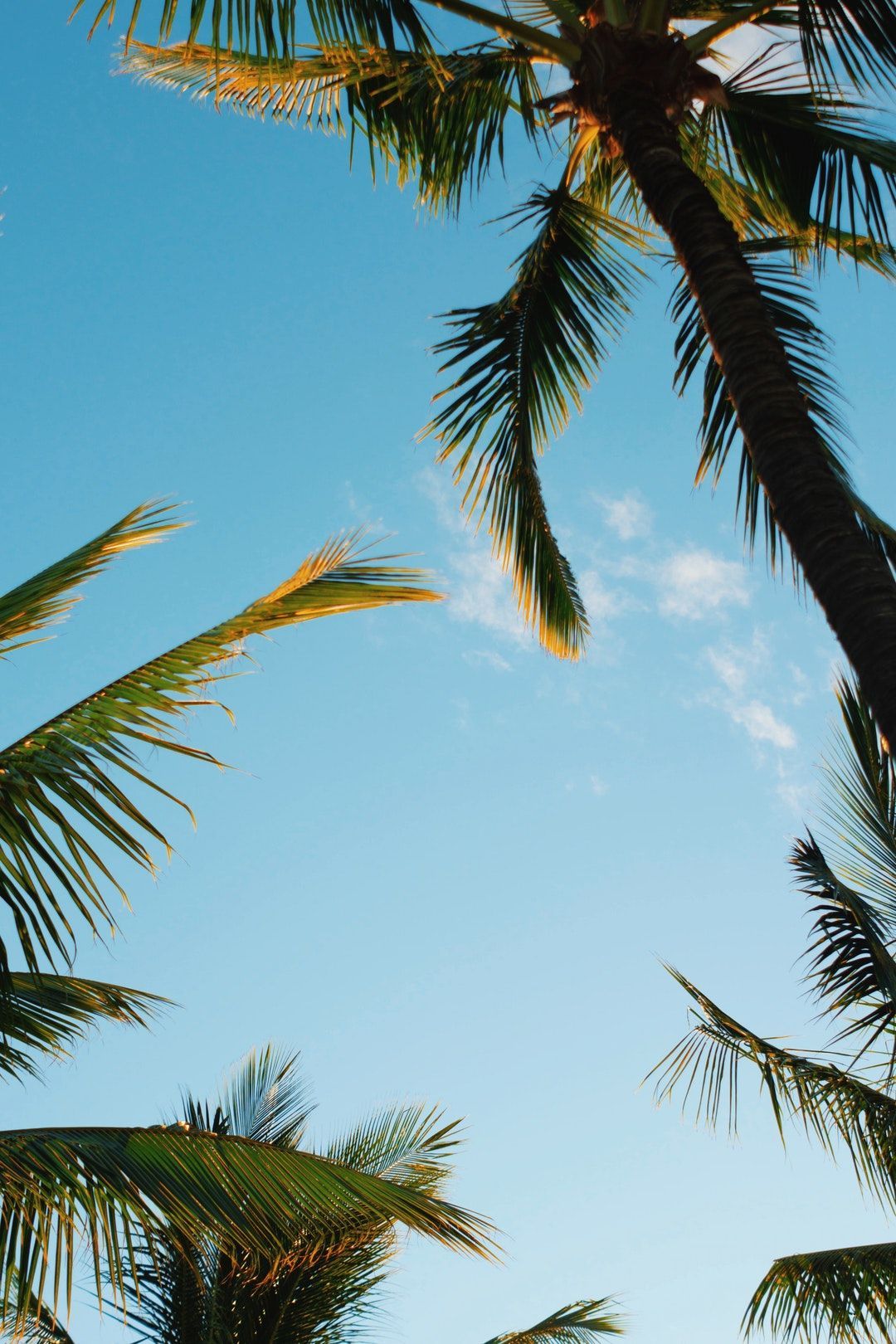 Hawaii, palm tree, summer and summer vibe HD photo