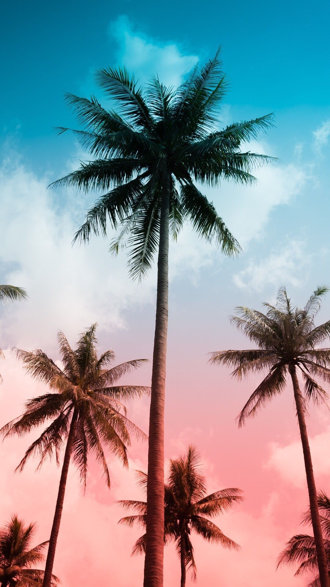 Palm Trees in Paradise iPhone Wallpapers Free Download