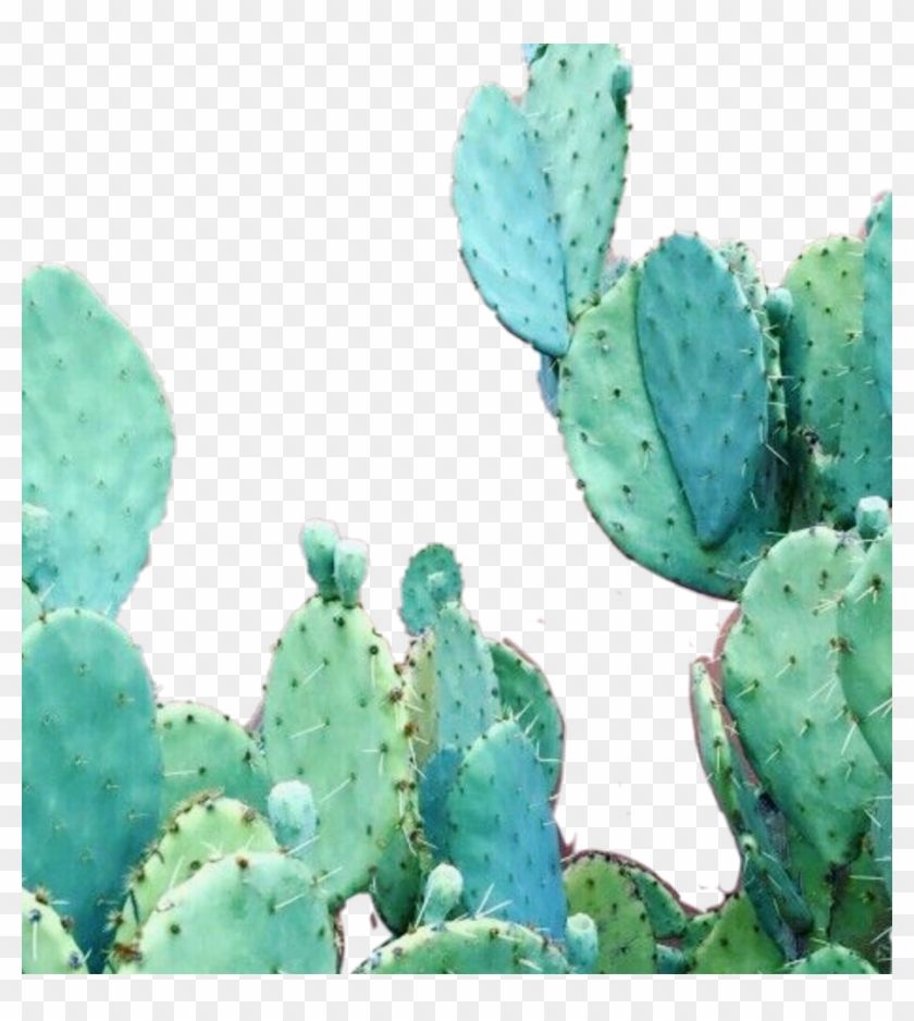 Aesthetic Cactus Wallpaper iPhone, Png Download Cactus Clipart