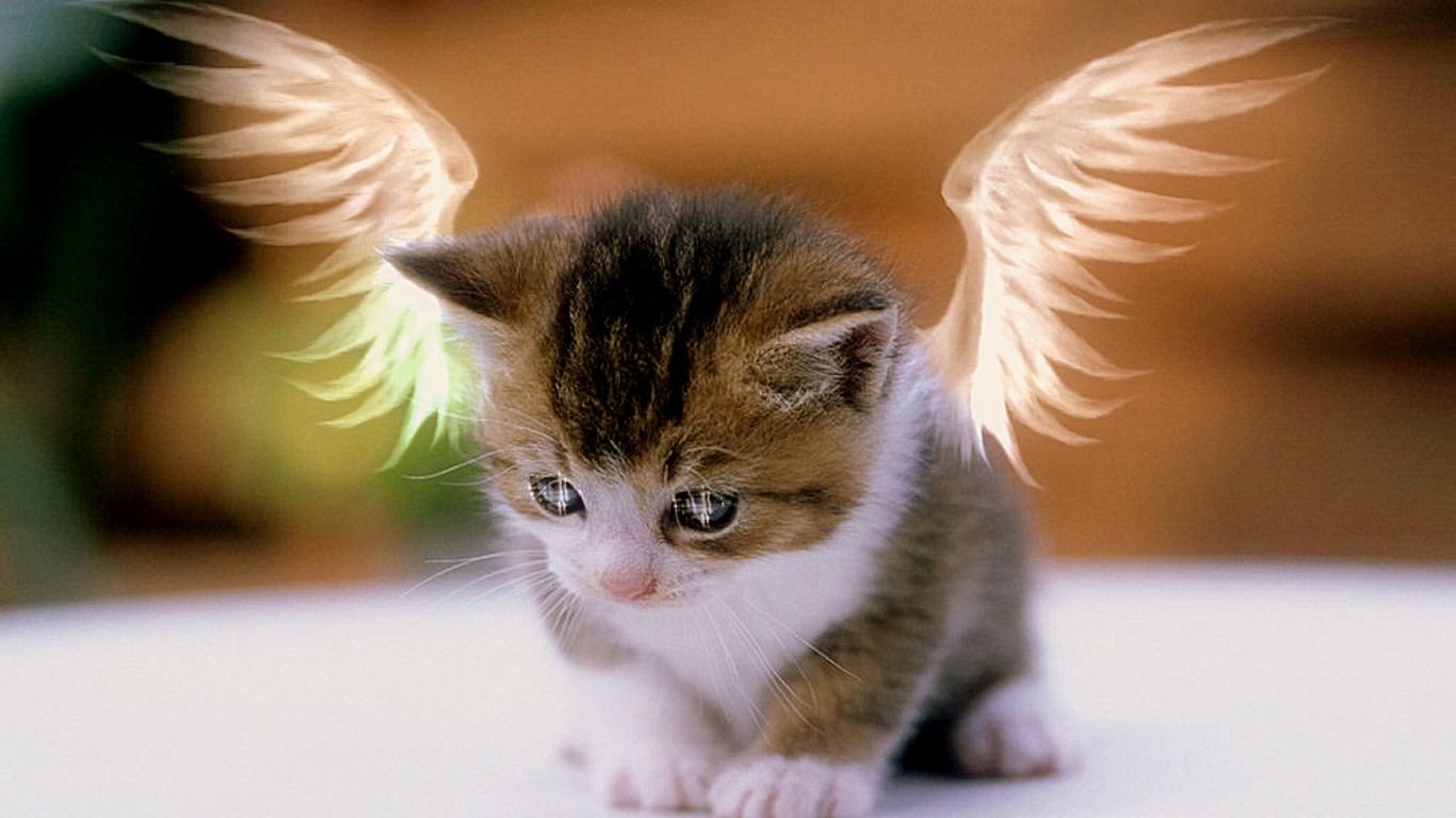 Angel Kitty Cat Photo Free Download HD Wallpaper