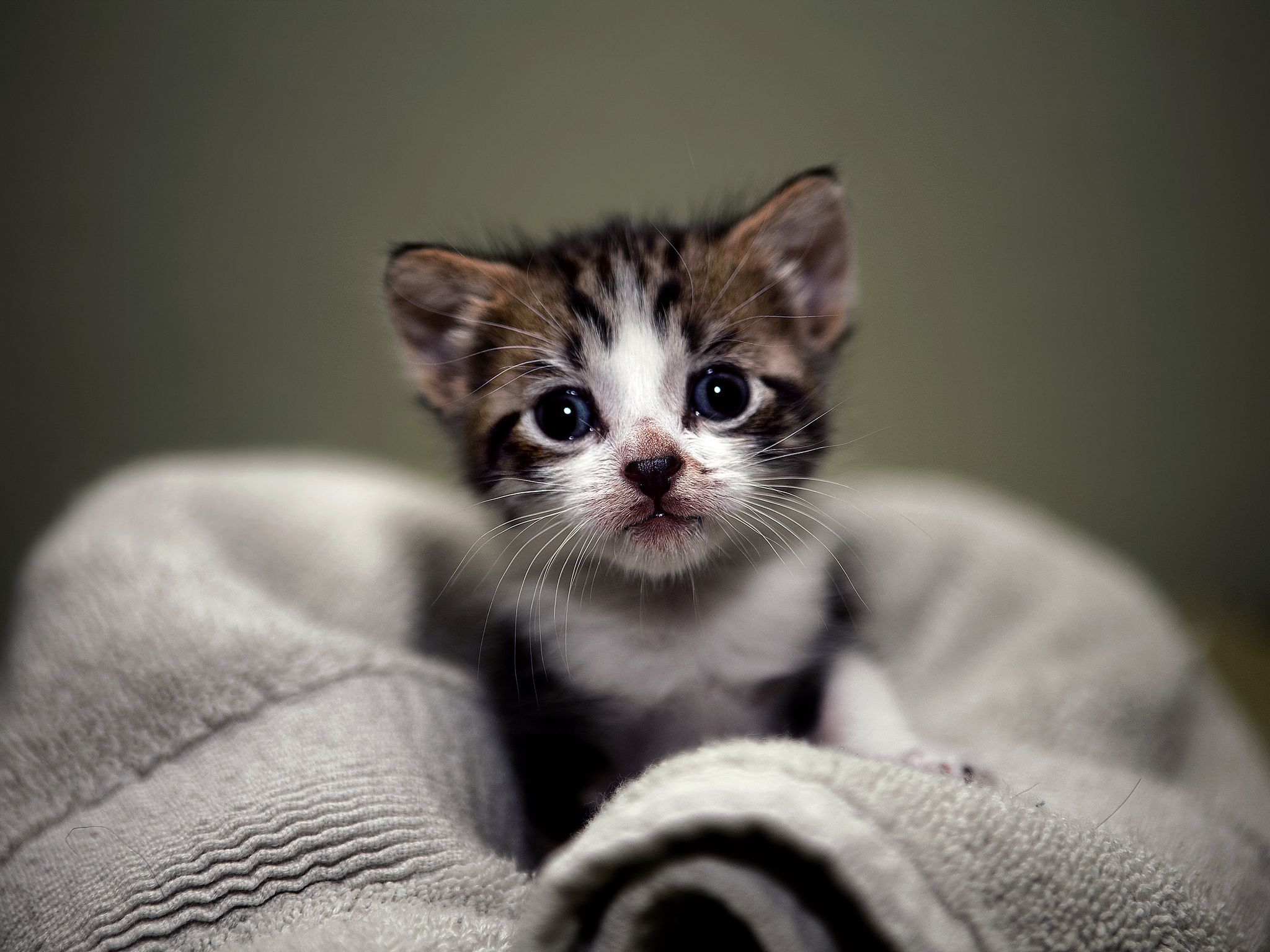 Desktop Wallpaper kitty cat Cats Animals