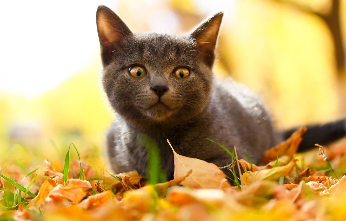 Wallpaper autumn, cat, look, kitty, cat image for desktop, section кошки