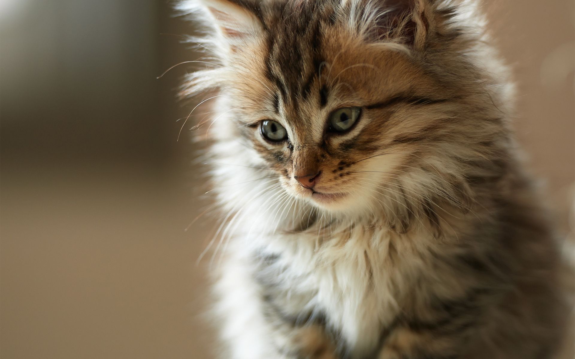 Fluffy kitty cat wallpaperx1200