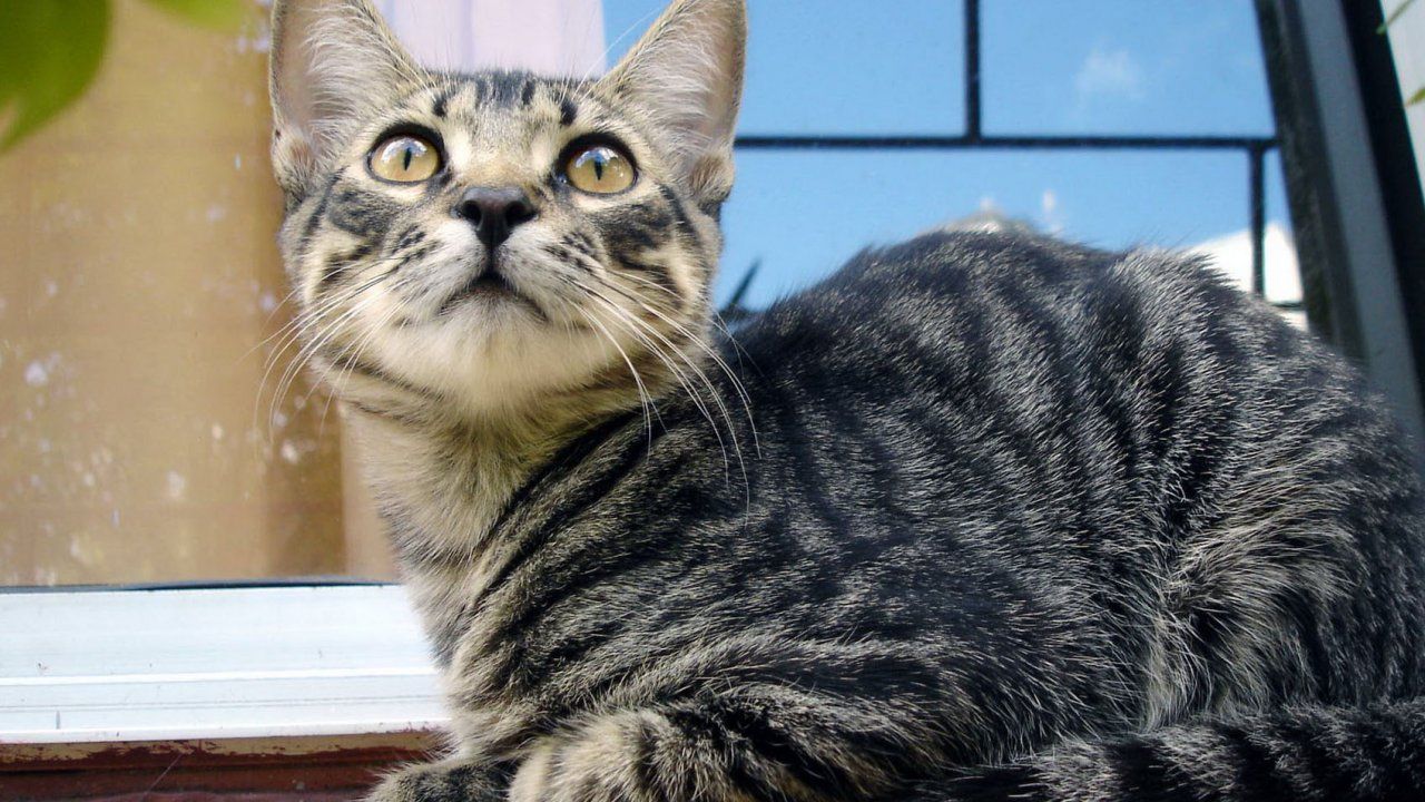 HD Cat Image, Animal Photo, Kitty, Cute Cat Wallpaper, Cute
