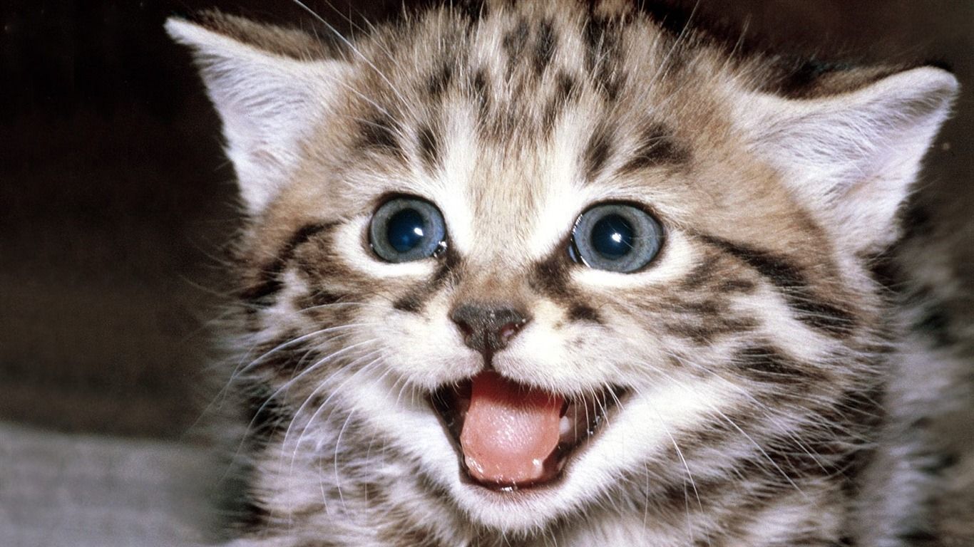 Kitty cat wallpaperx768