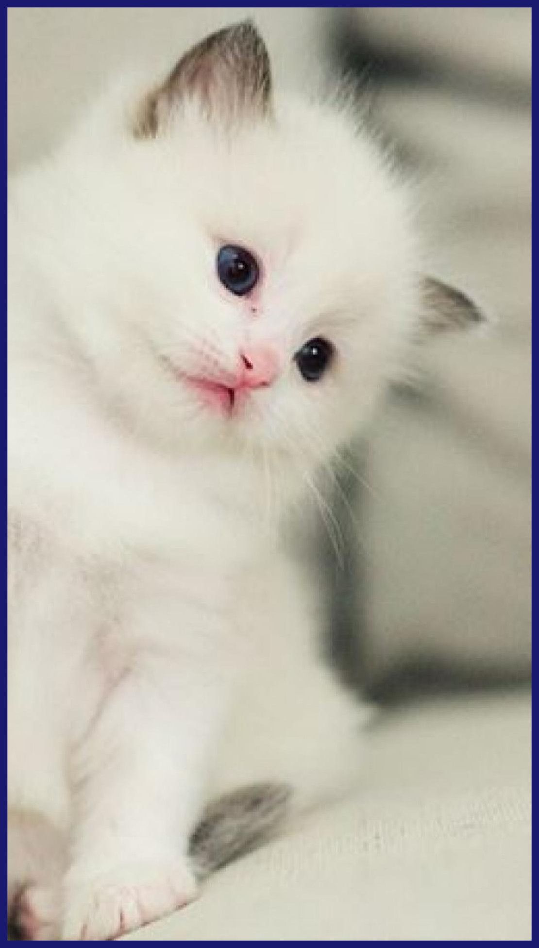 Cute Cat Wallpaper
