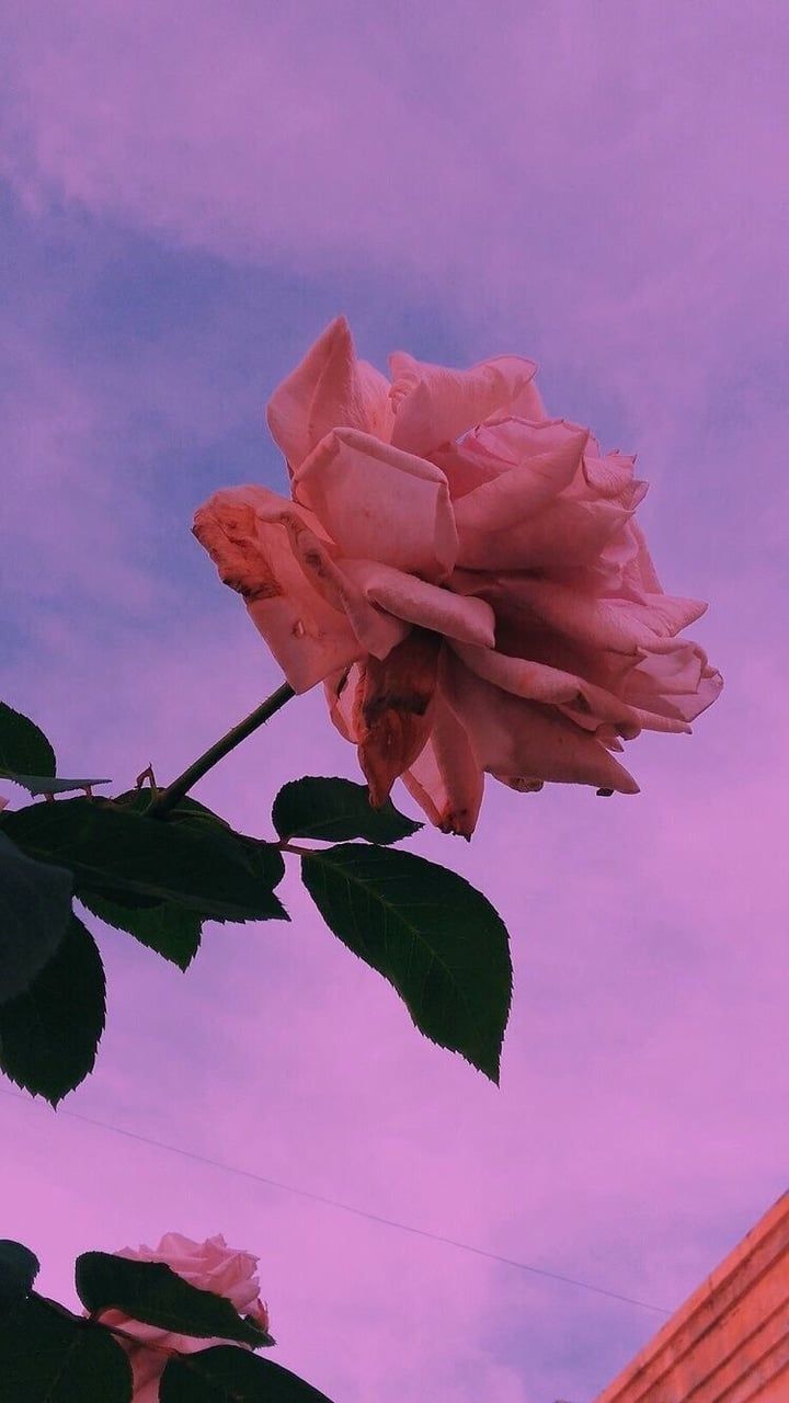flower #aesthetic #sky #flowers #background #tumblr #rose #colors /entry. Фоновые изображения, Фотографии задних планов, Живописные пейзажи