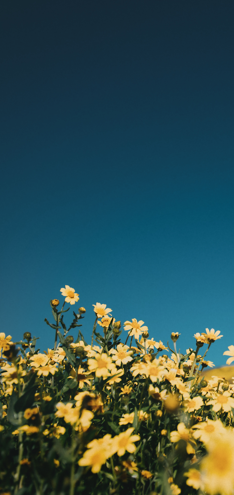 Yellow flowers in the blue sky. Blue sky wallpaper, Yellow flowers, Blue flower wallpaper