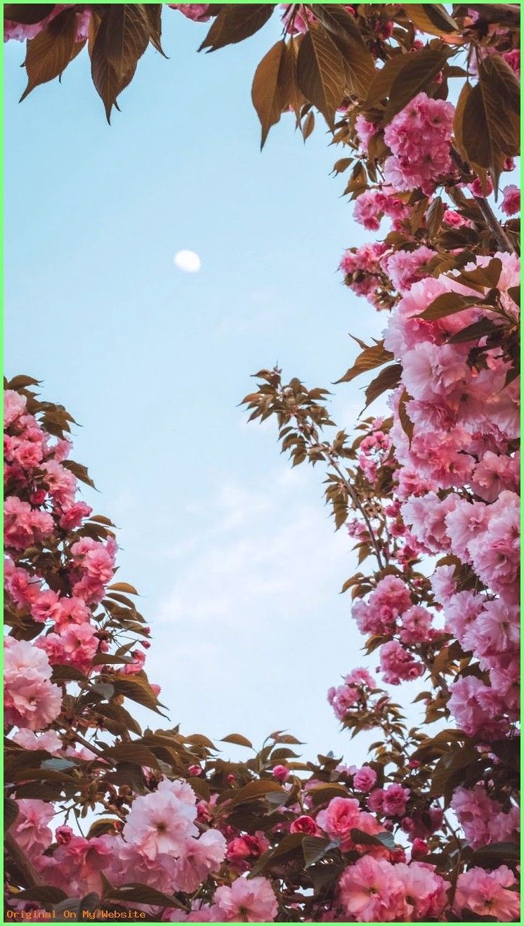 iPhone Wallpaper Tumblr under sky #wallpaper #iphone #android #background #followme - #iphonewa. Flower background, Flower wallpaper, Nature wallpaper