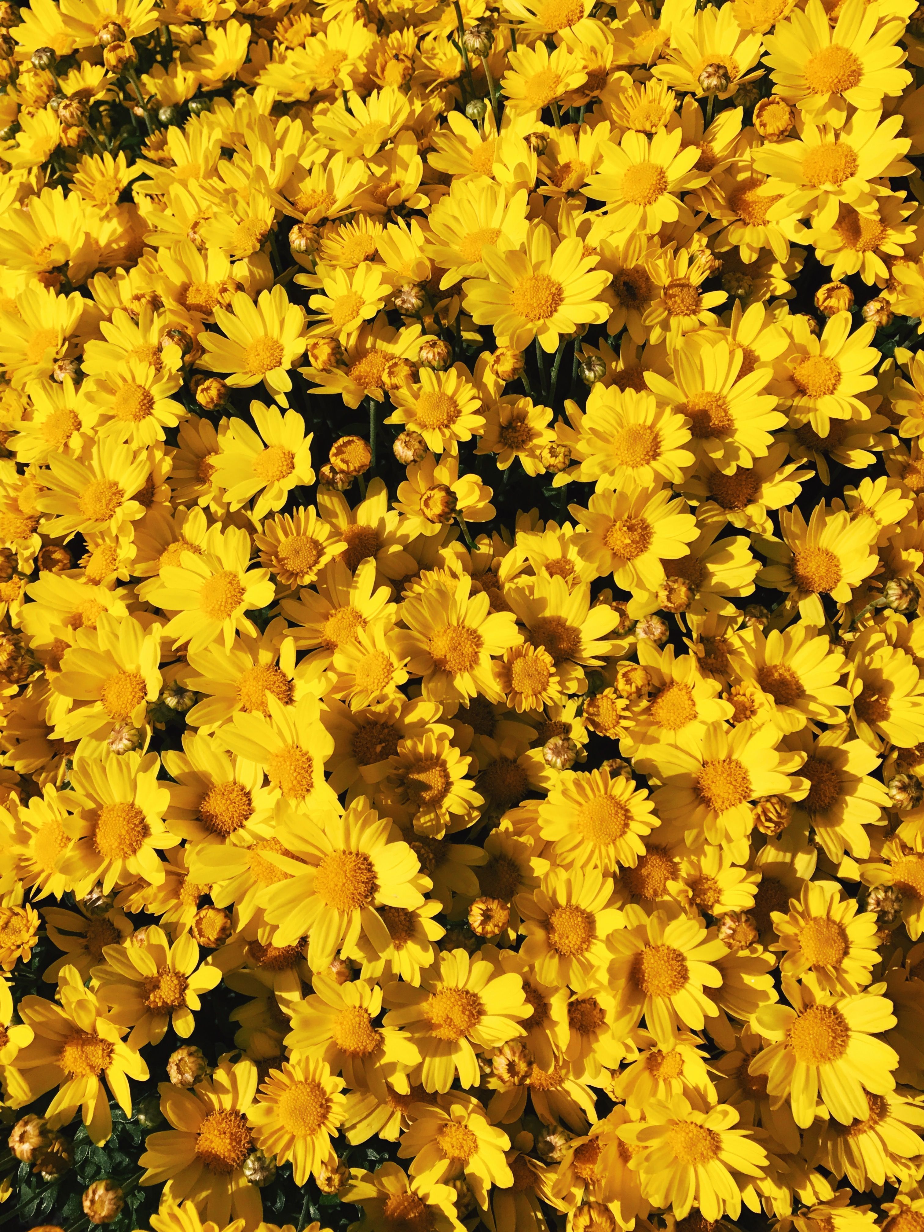 Yellow Aesthetic Flowers Wallpaper