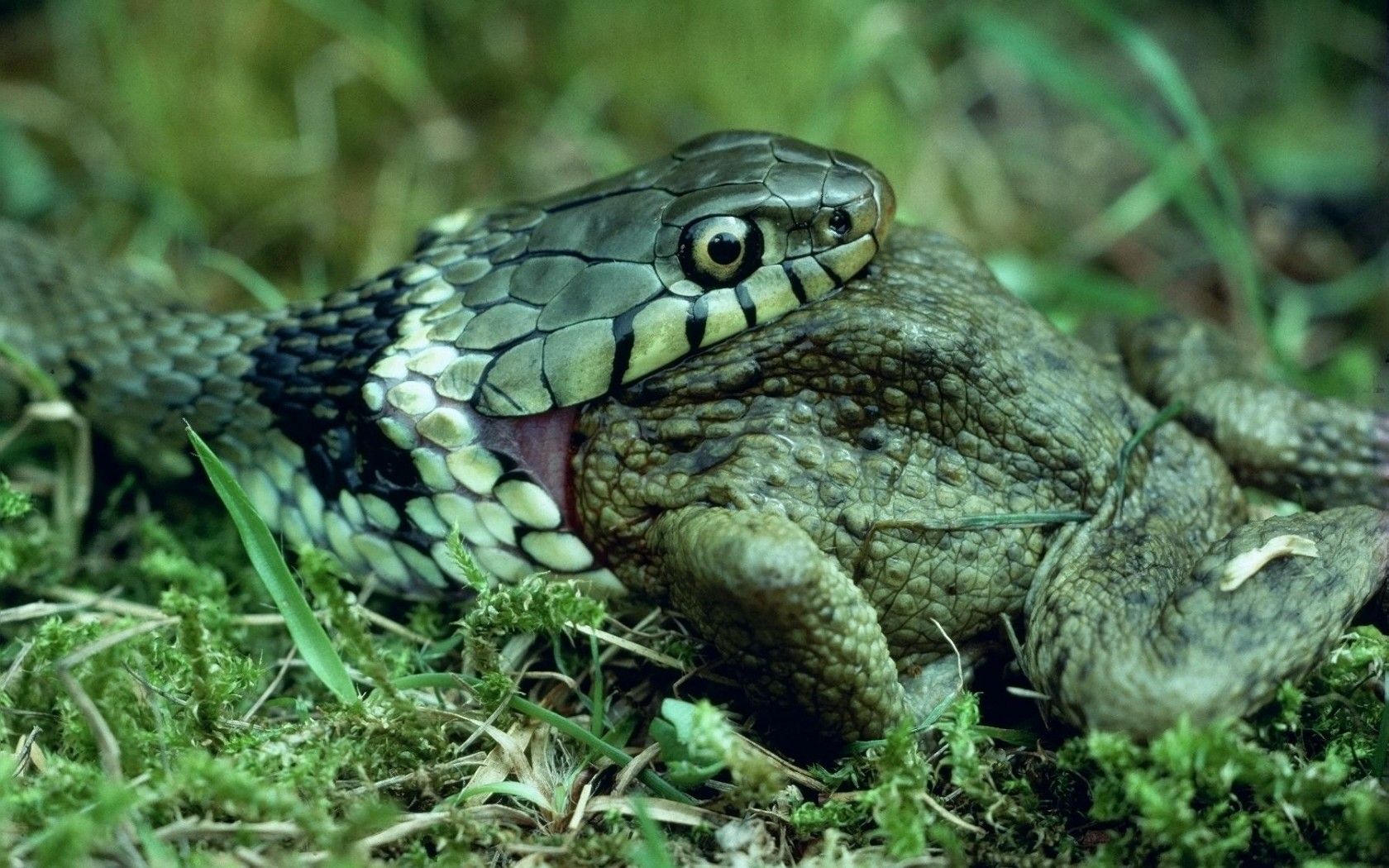 Download Wallpaper frog snake cobra, 1680x King Cobra eats a frog