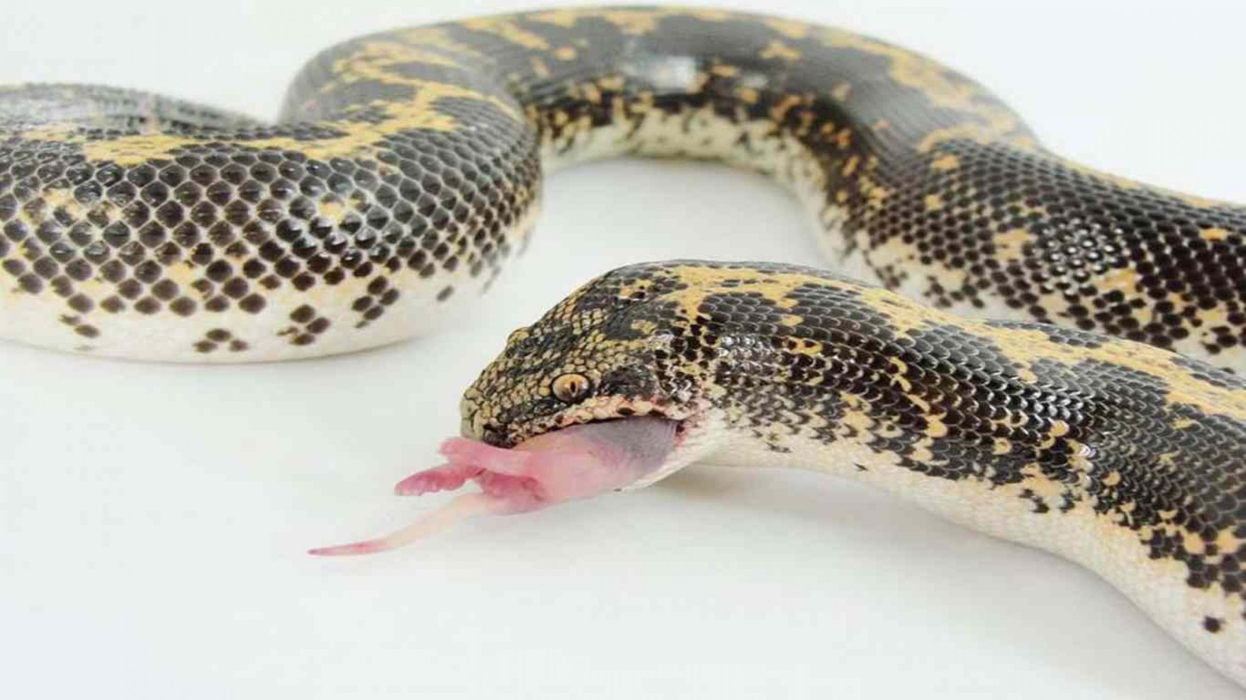 image of snakes eating download