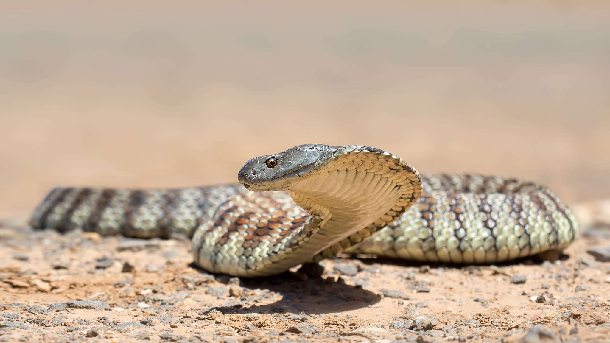 Tiger Snake wallpaper, Animal, HQ Tiger Snake pictureK