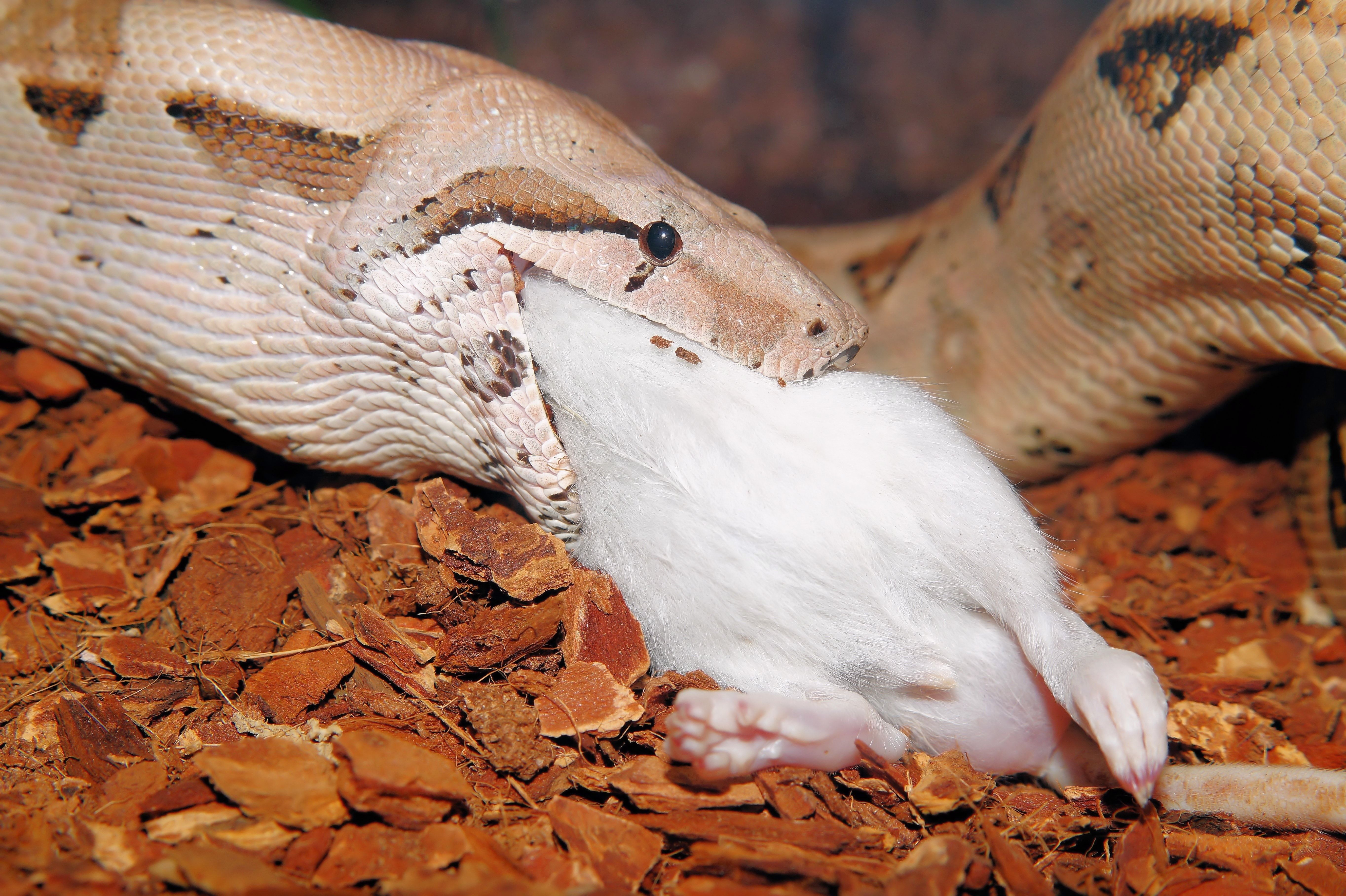 high-white-california-king-snake-for-sale-snakes-at-sunset