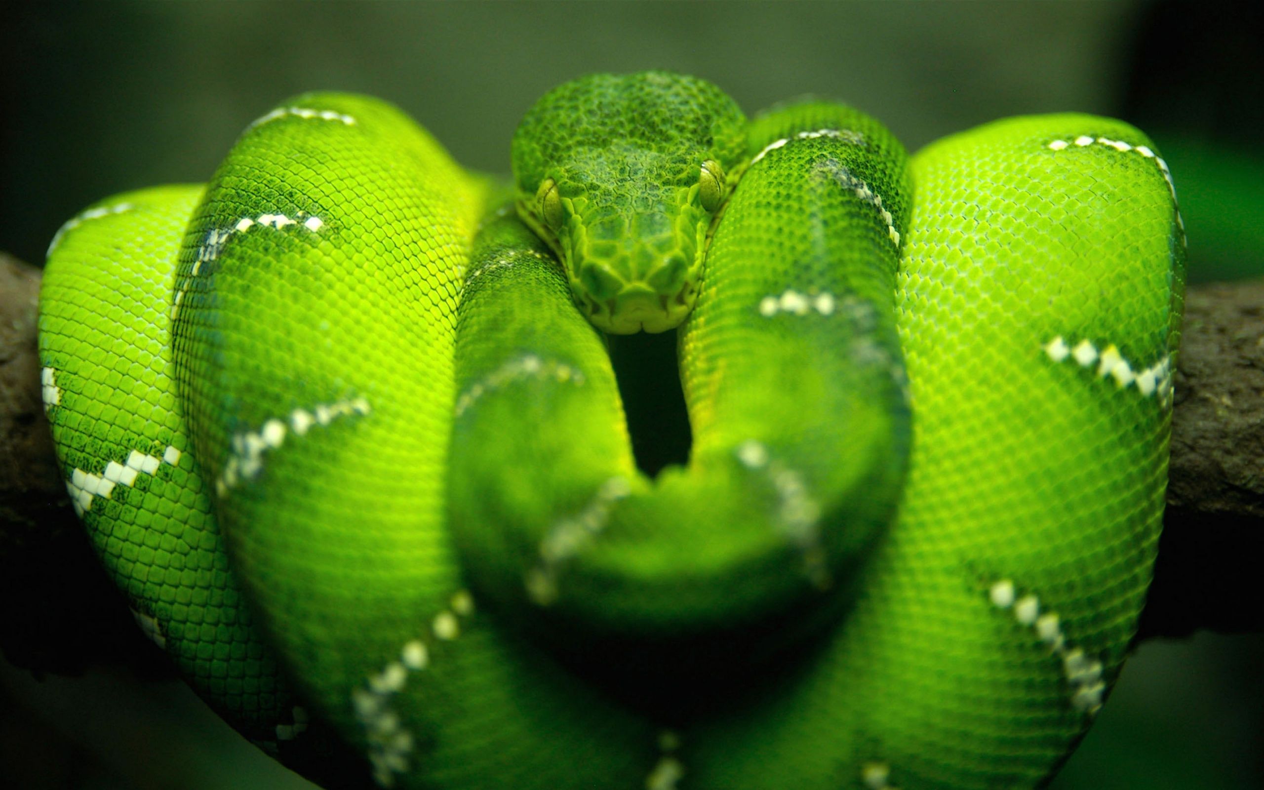 Best Jungle Life: Green Tree Snake Wallpaper And Picture