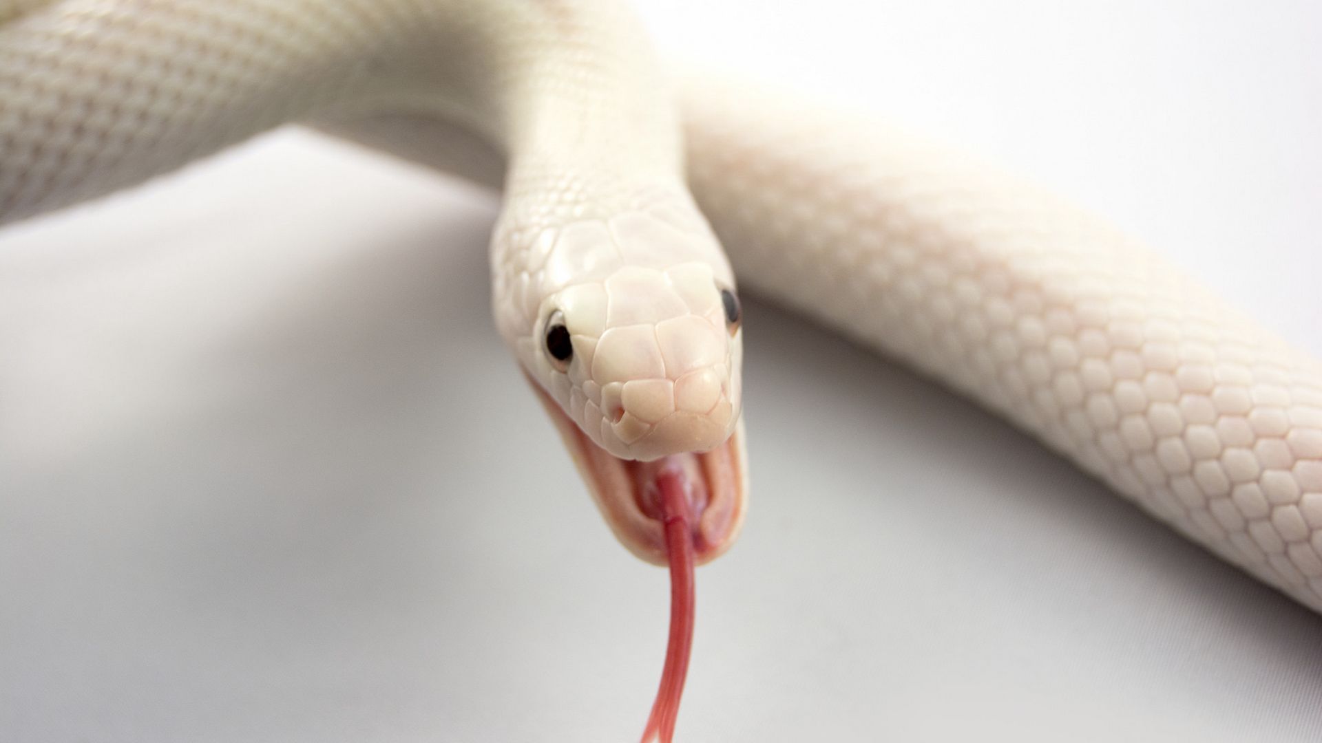 Download wallpaper 1920x1080 albino, snake, tongue, mouth full HD