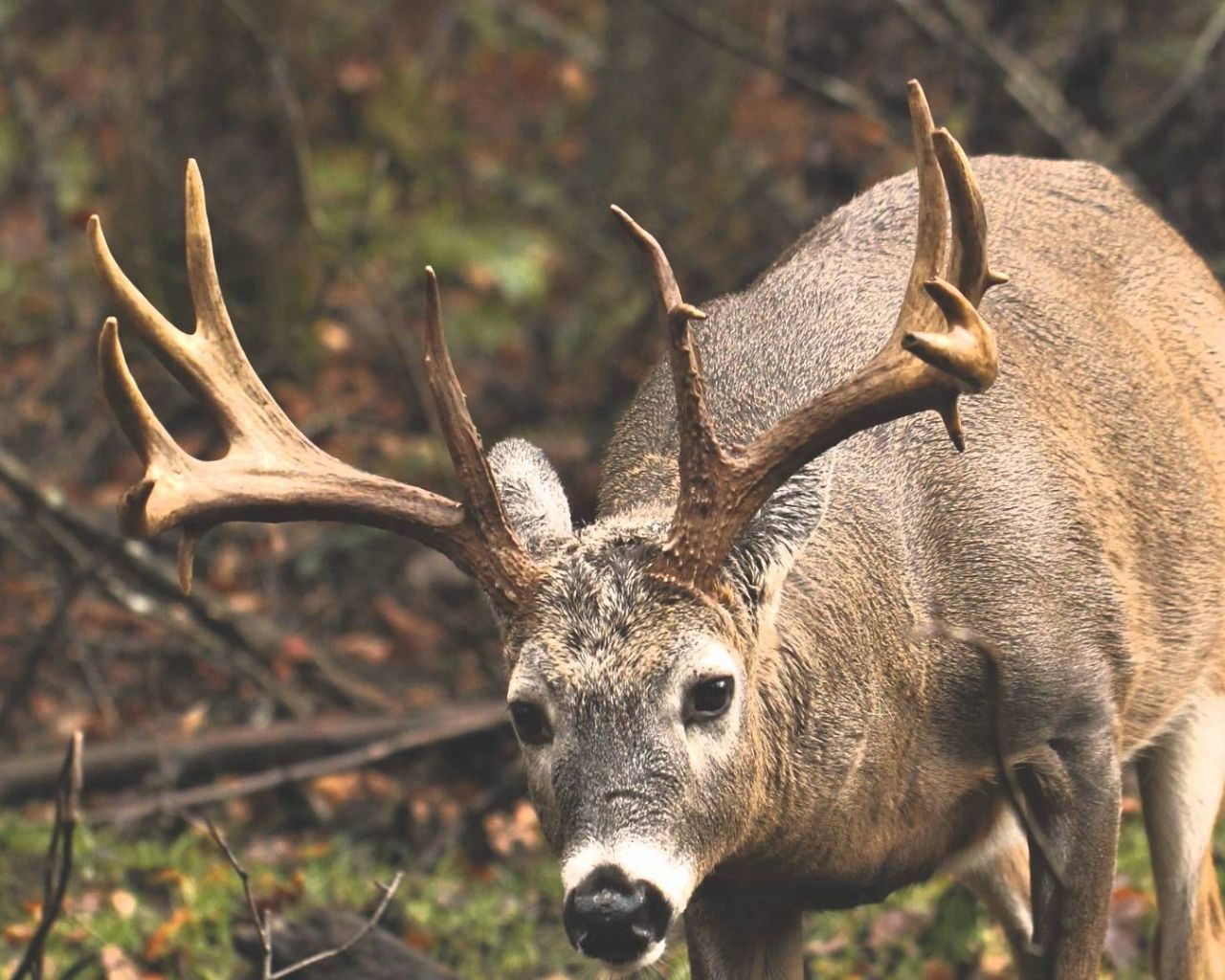 Free download Viewing Gallery For Monster Whitetail Bucks