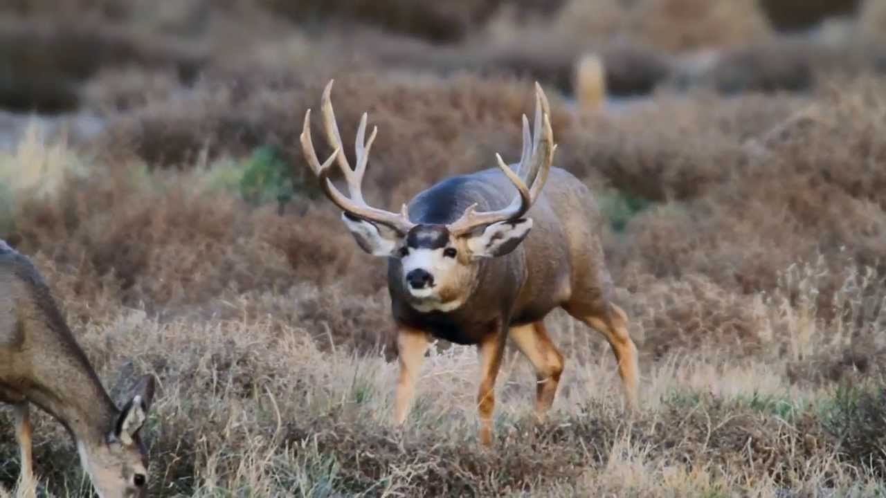 Big Bucks Wallpapers Wallpaper Cave
