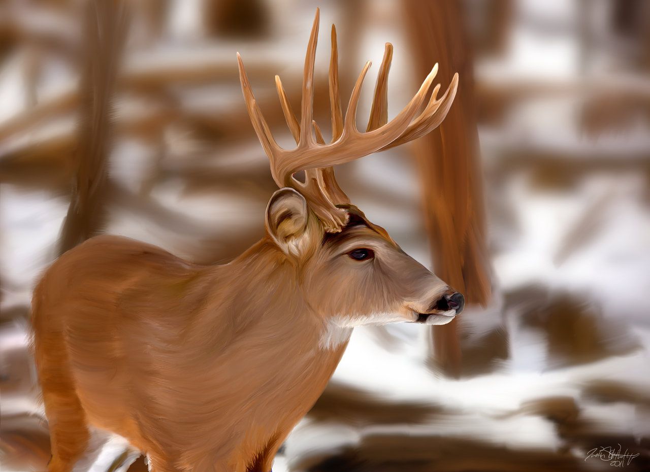 Big Deer Wallpaper