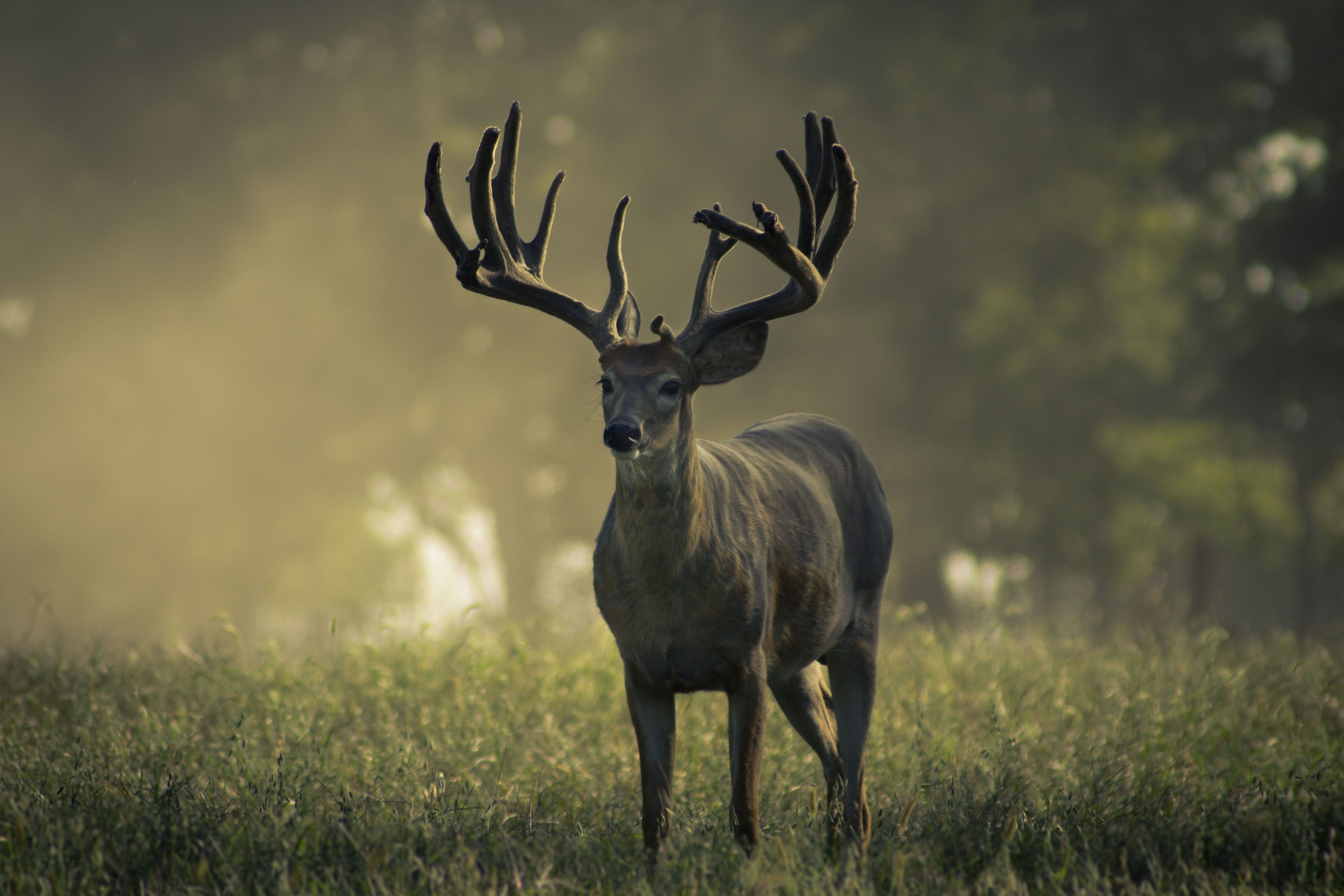 Big Bucks Wallpapers Wallpaper Cave