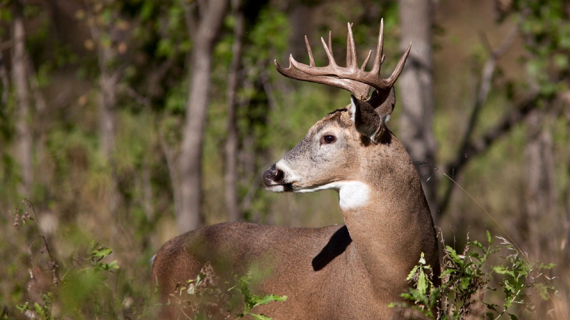 Incredible Pro Secrets for Patterning Big Bucks This Fall • Page