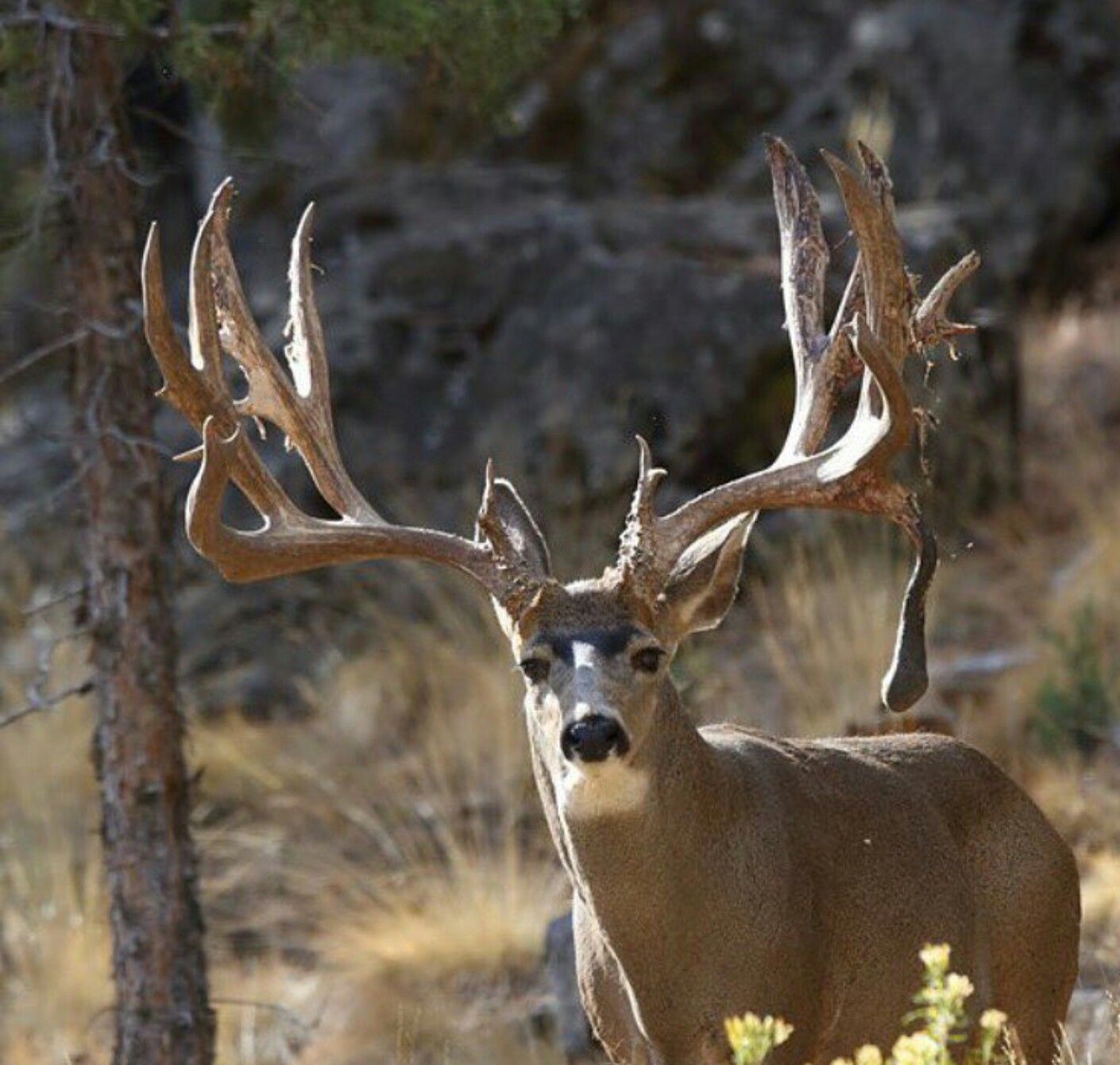 Elk. Big deer, Whitetail bucks, Big