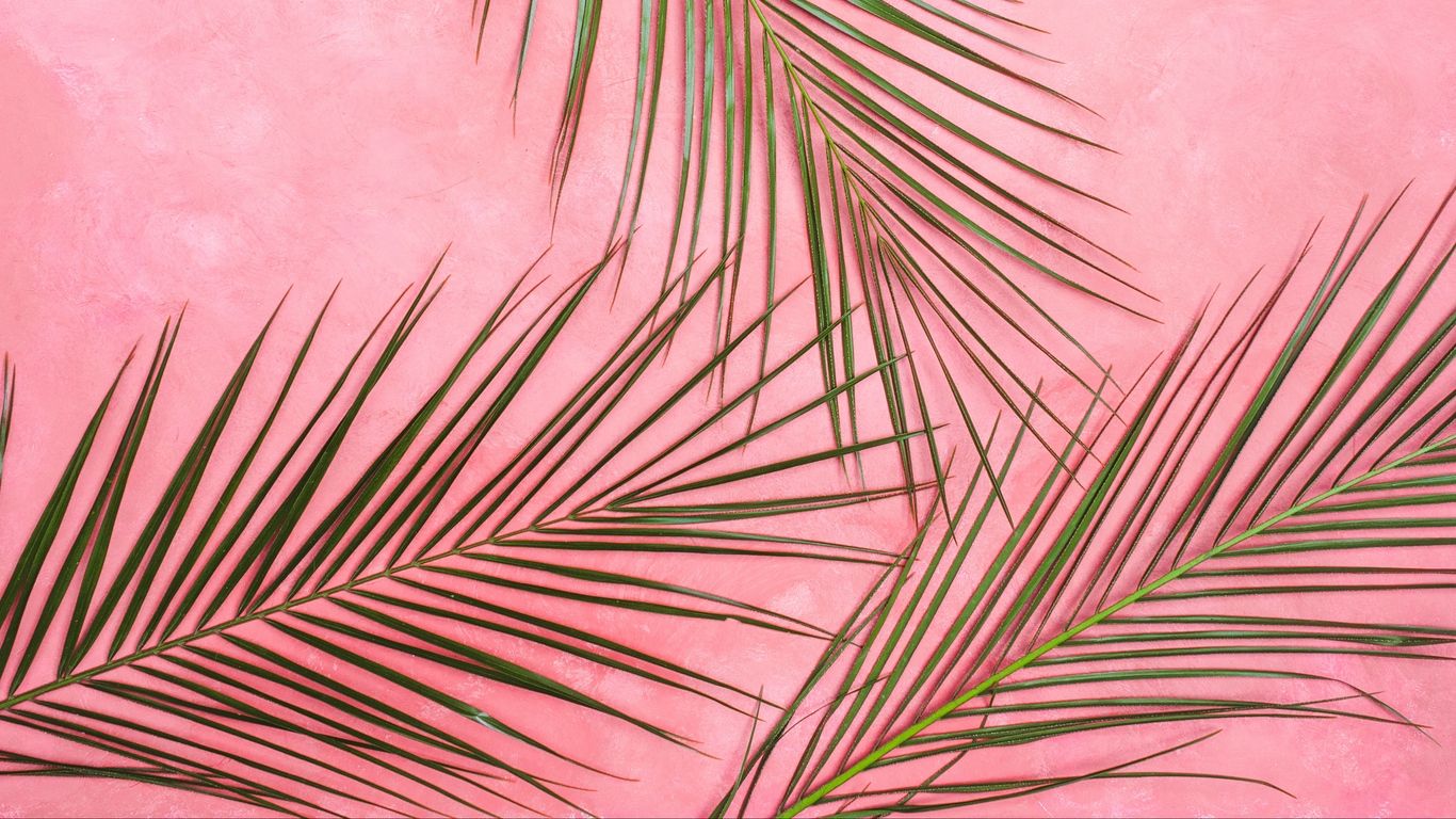 Hot Pink Minimalist Wallpaper Kecbio