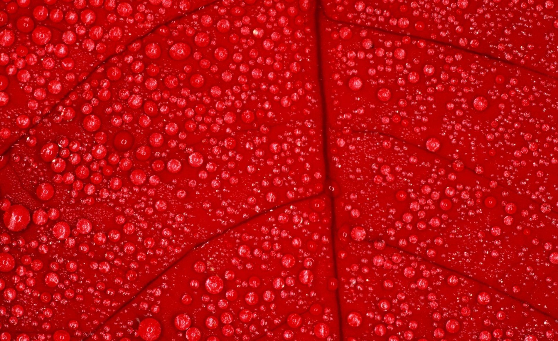 Red Colour Wallpaper Free Red Colour Background
