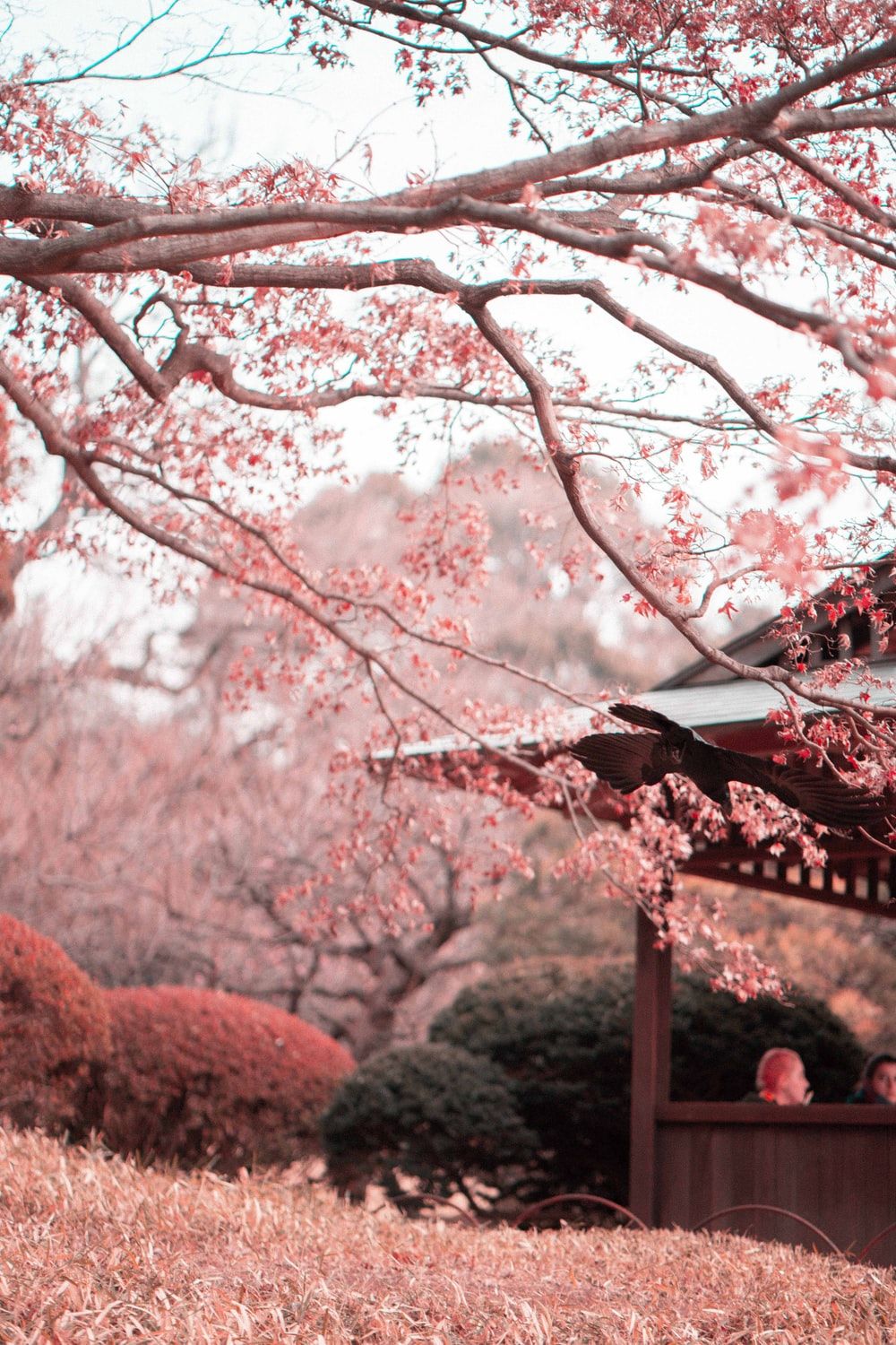 Sakura Season in Tokyo: Hanami and Cherry Blossom Desserts at Happo-en  Garden | byFood