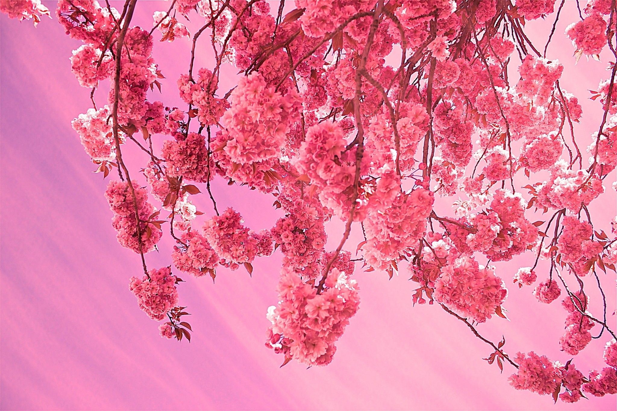 Cherry Blossoms Aesthetic Wallpapers Wallpaper Cave 2465