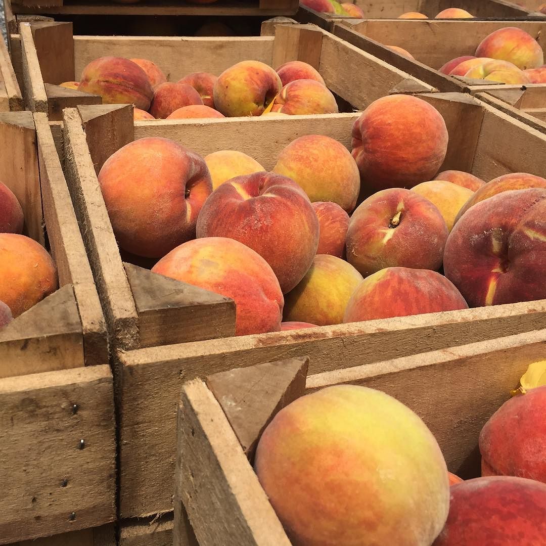 Lots of nice peaches coming in today. #justpicked #peaches