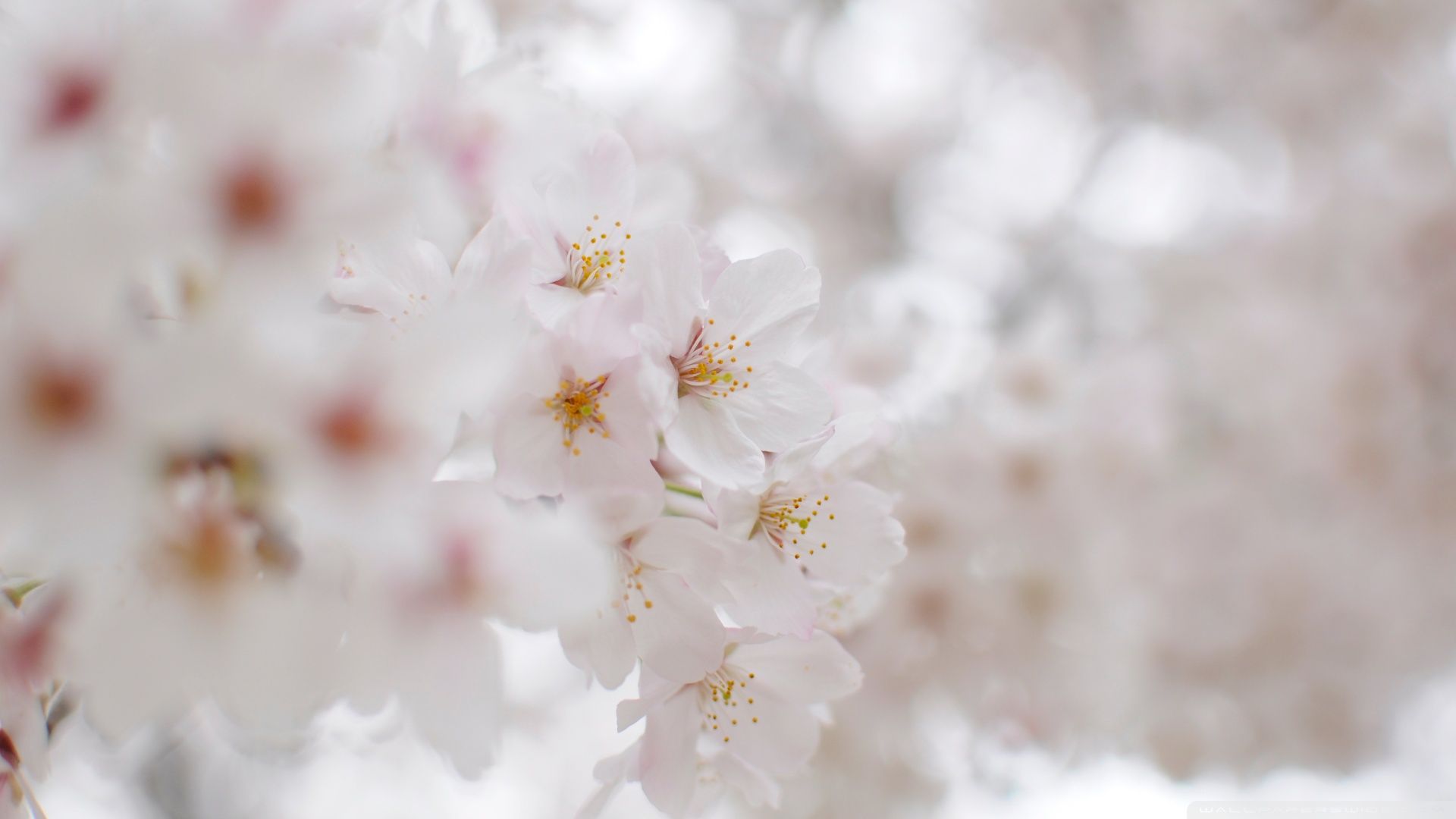 white cherry blossom wallpaper cherry blossom