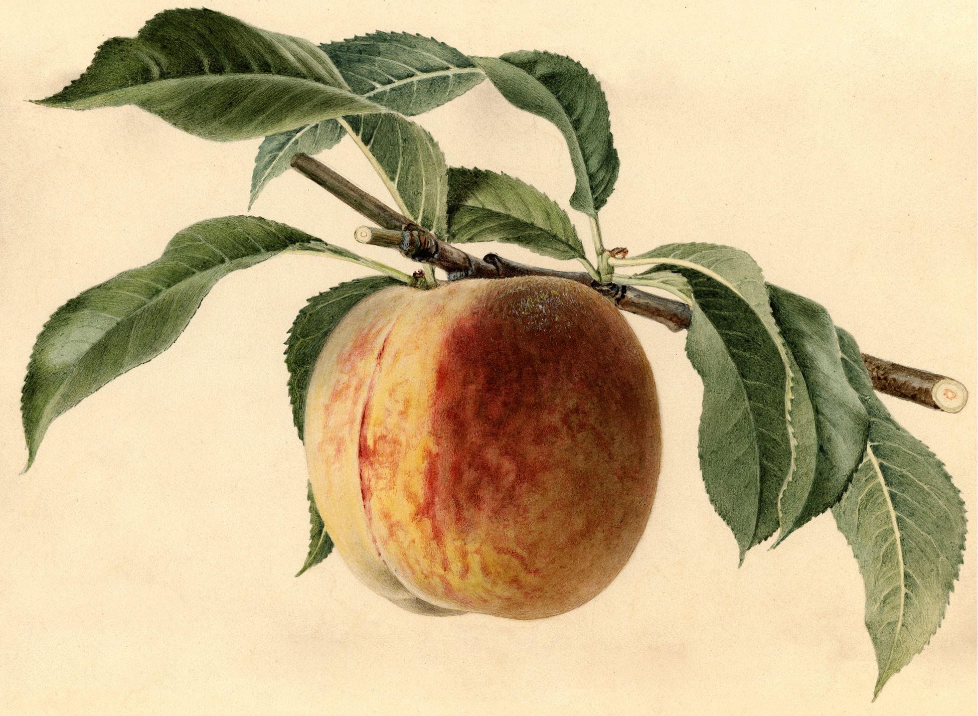 Free Peach Image Fruit! Graphics Fairy