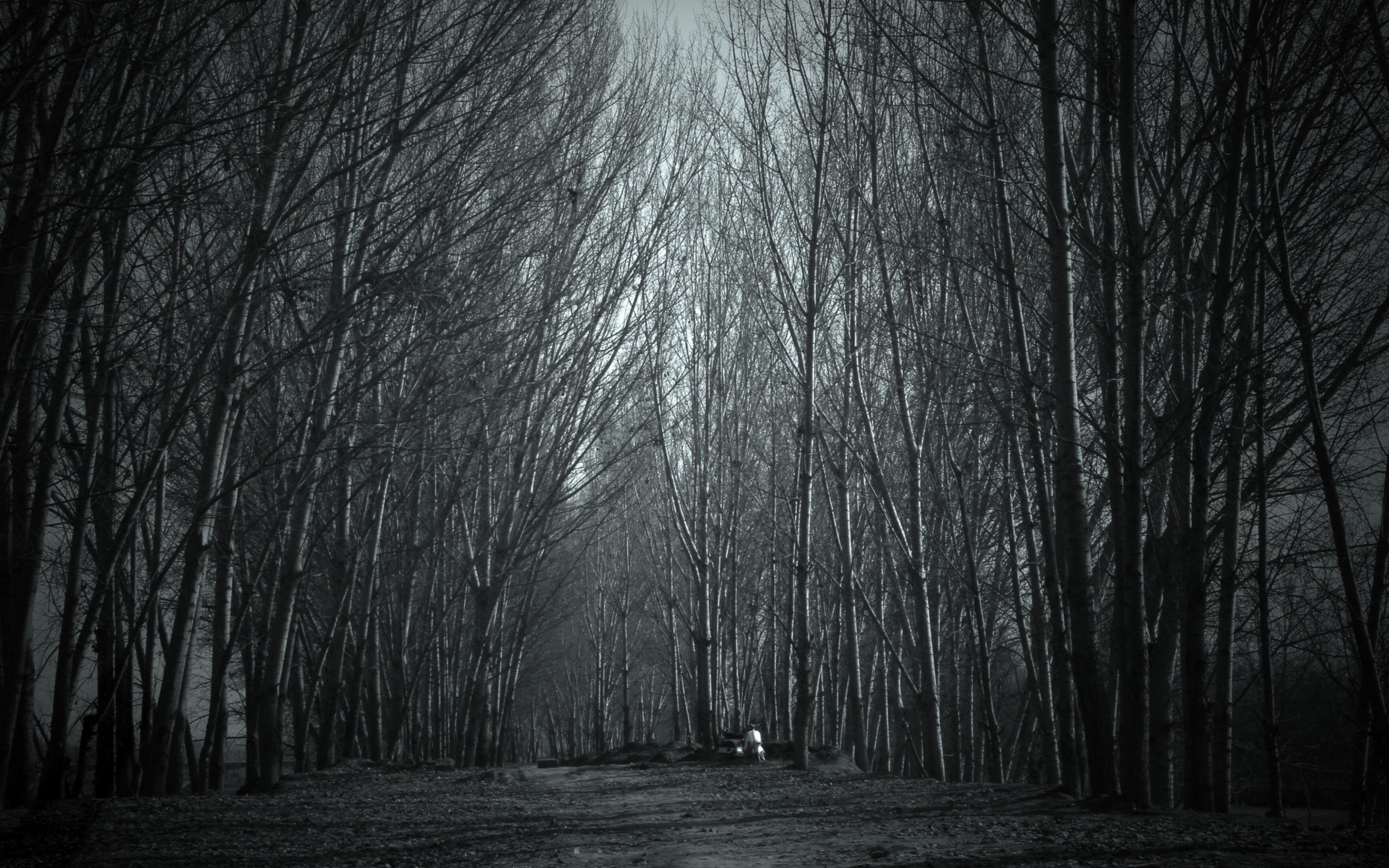 Haunted Forest wallpaper. Forest wallpaper, Haunted forest