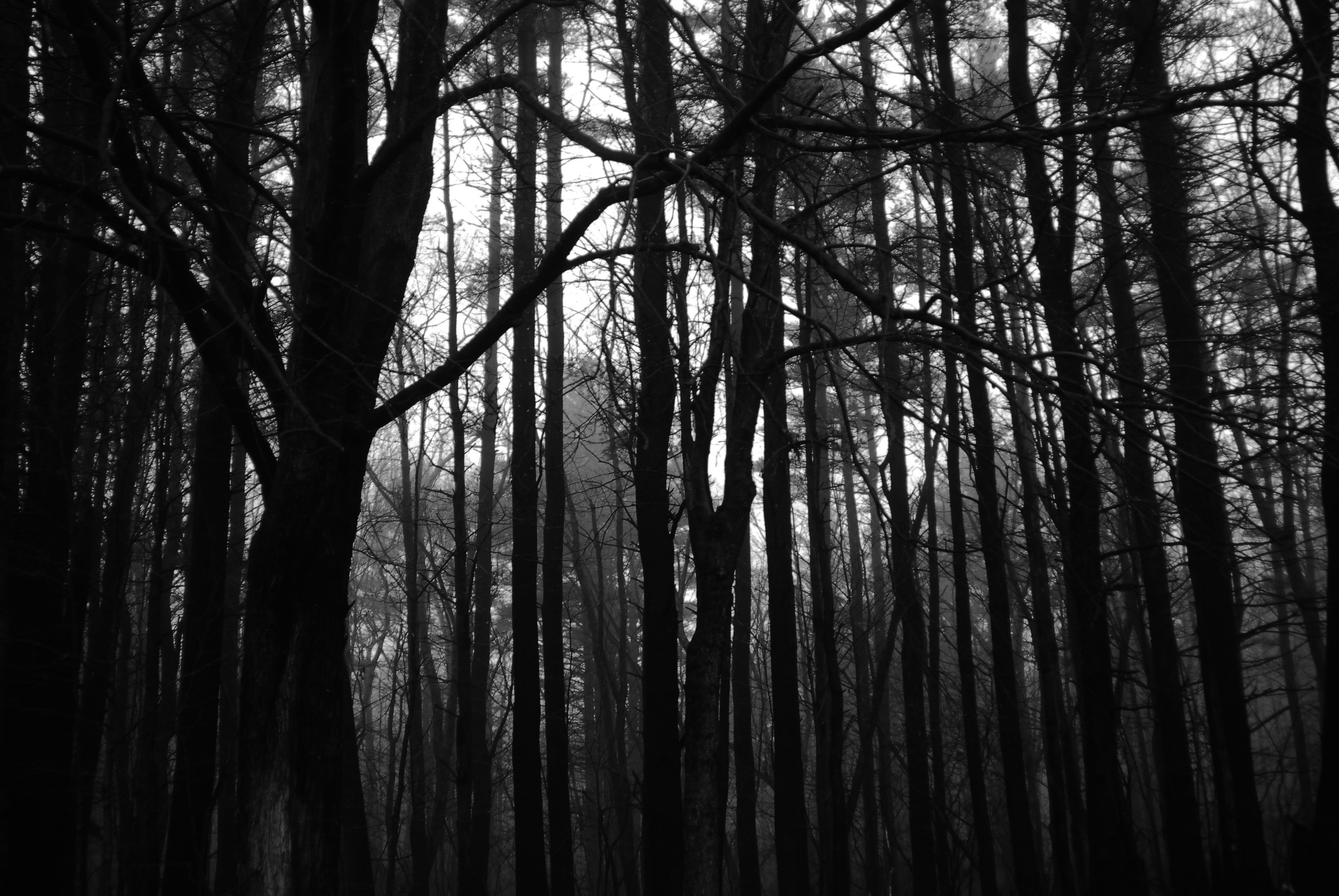 Dark Creepy Forest Wallpaperx2592