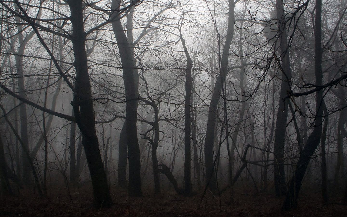 Creepy Forest Background (35 Wallpaper)